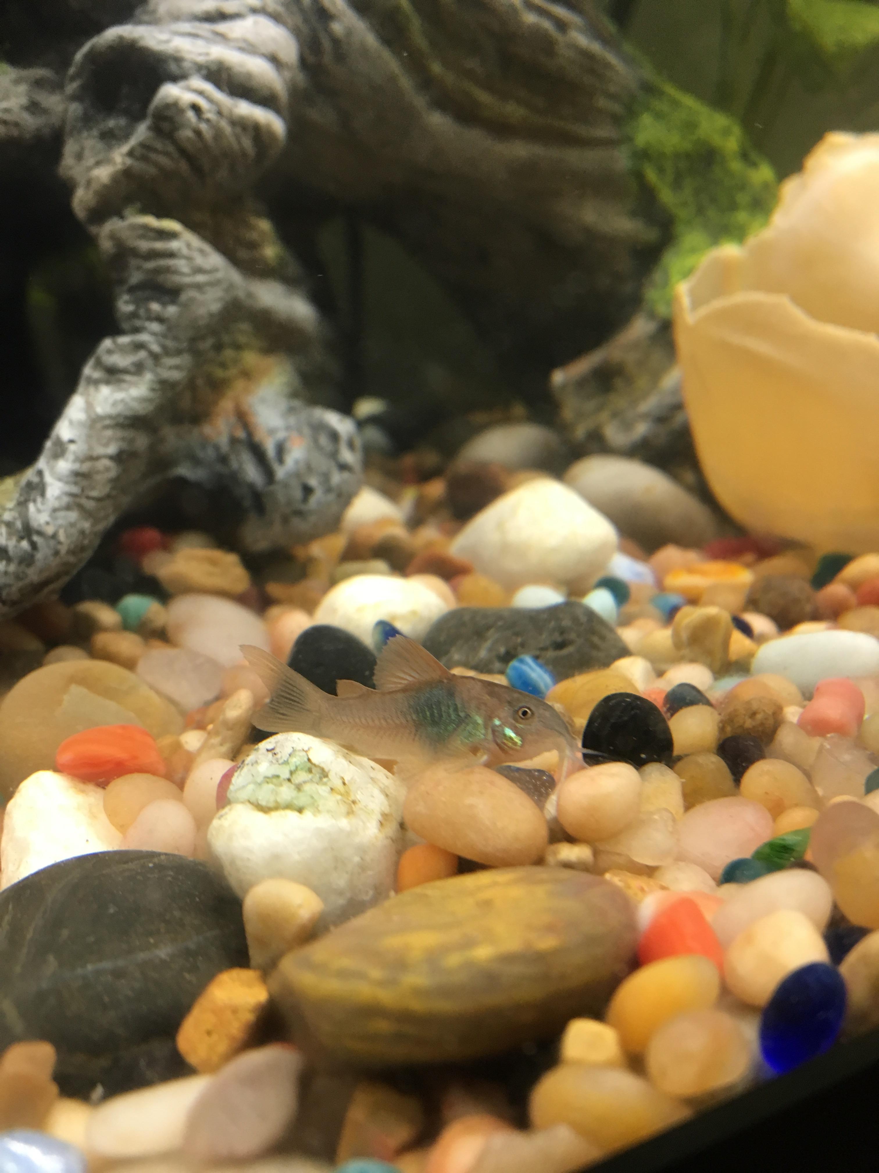 Baby Cory Catfish! About 1/2 inch long r/Aquariums