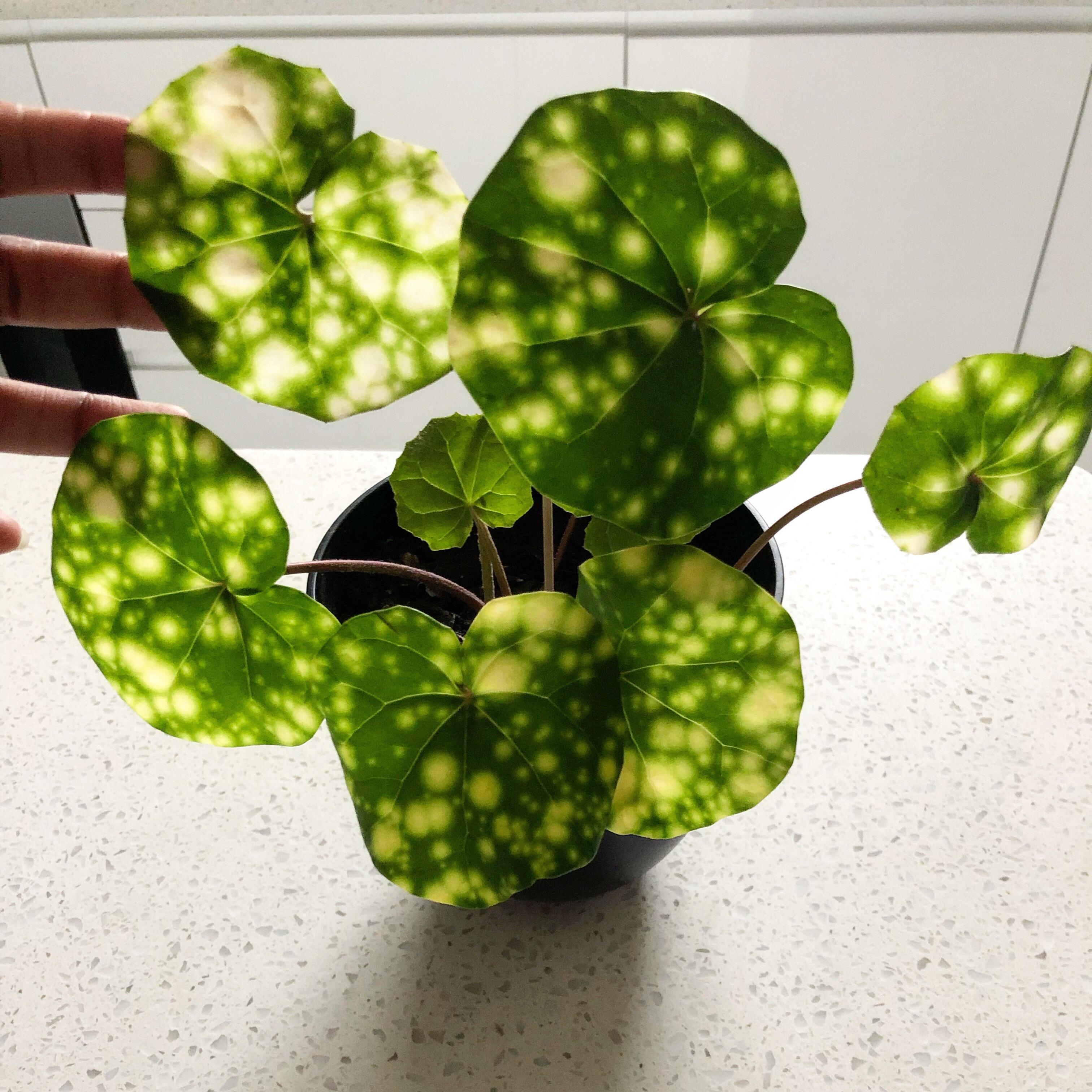 Could stare at these leaves all day ( farfugium japonicum aureomaculata