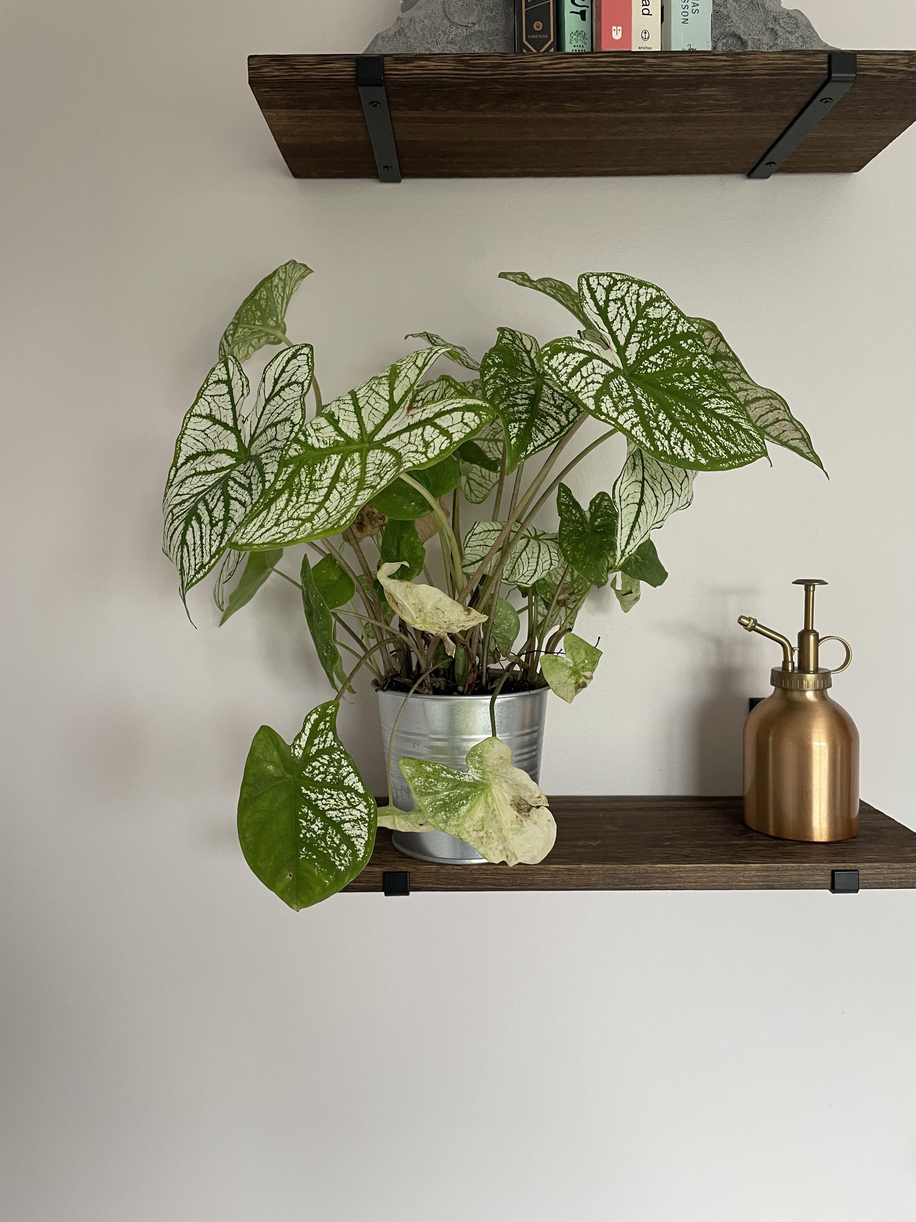 Leaves yellowing on my new Angel Wings plant. I got this guy about two