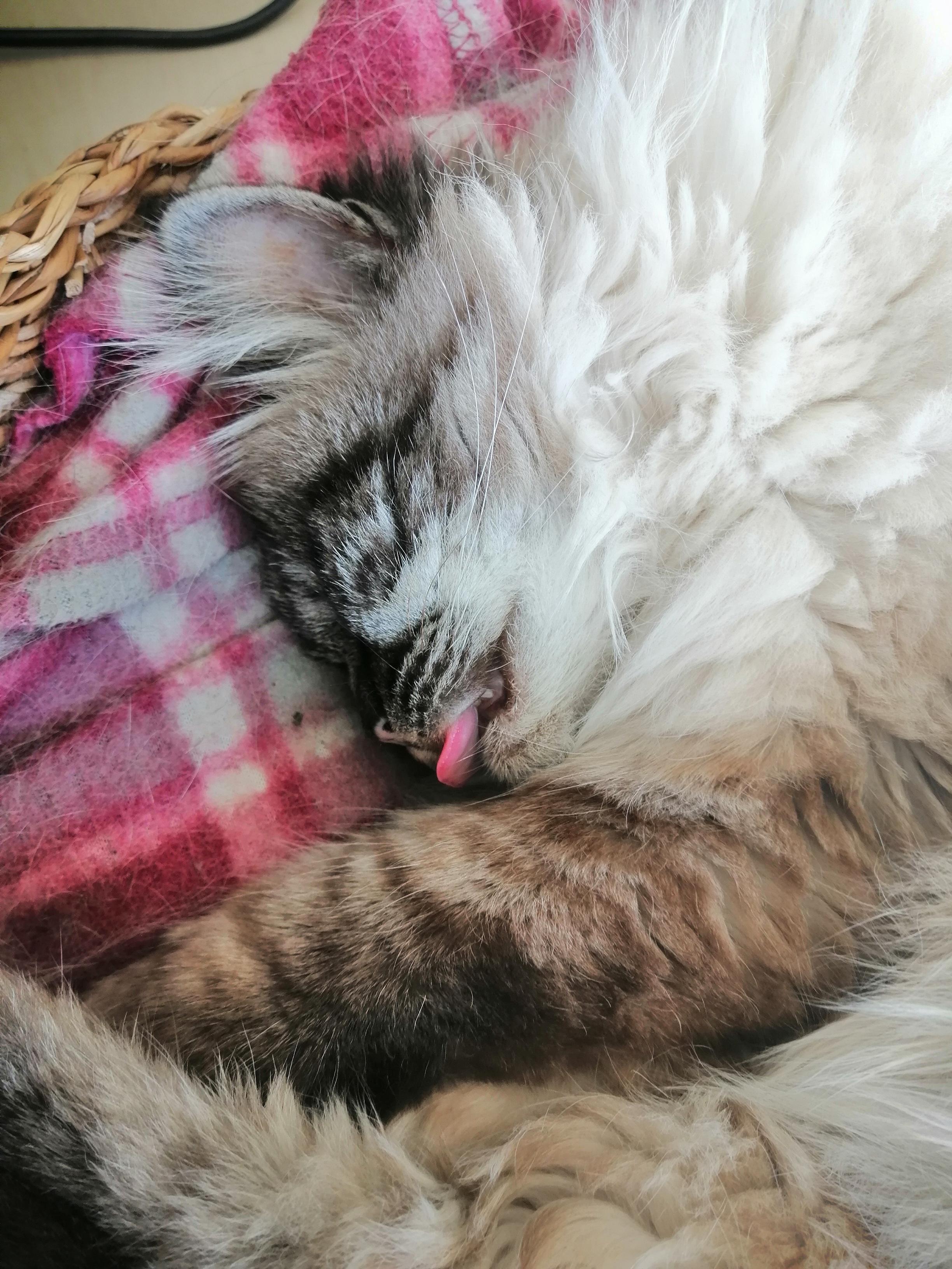 Deep sleep blep r/Blep
