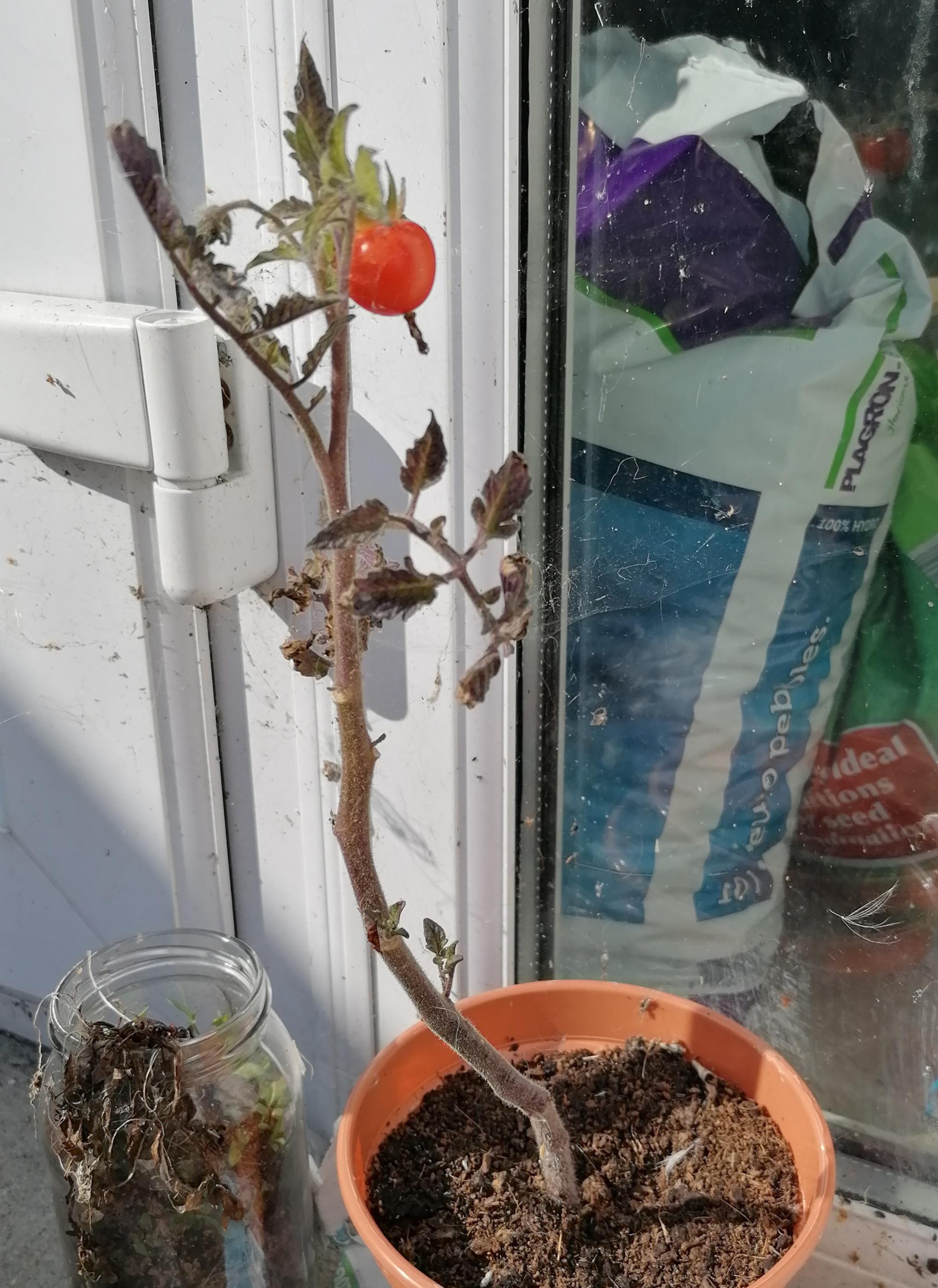 my (assumed dead) tomato plant grew one tomato r/ireland