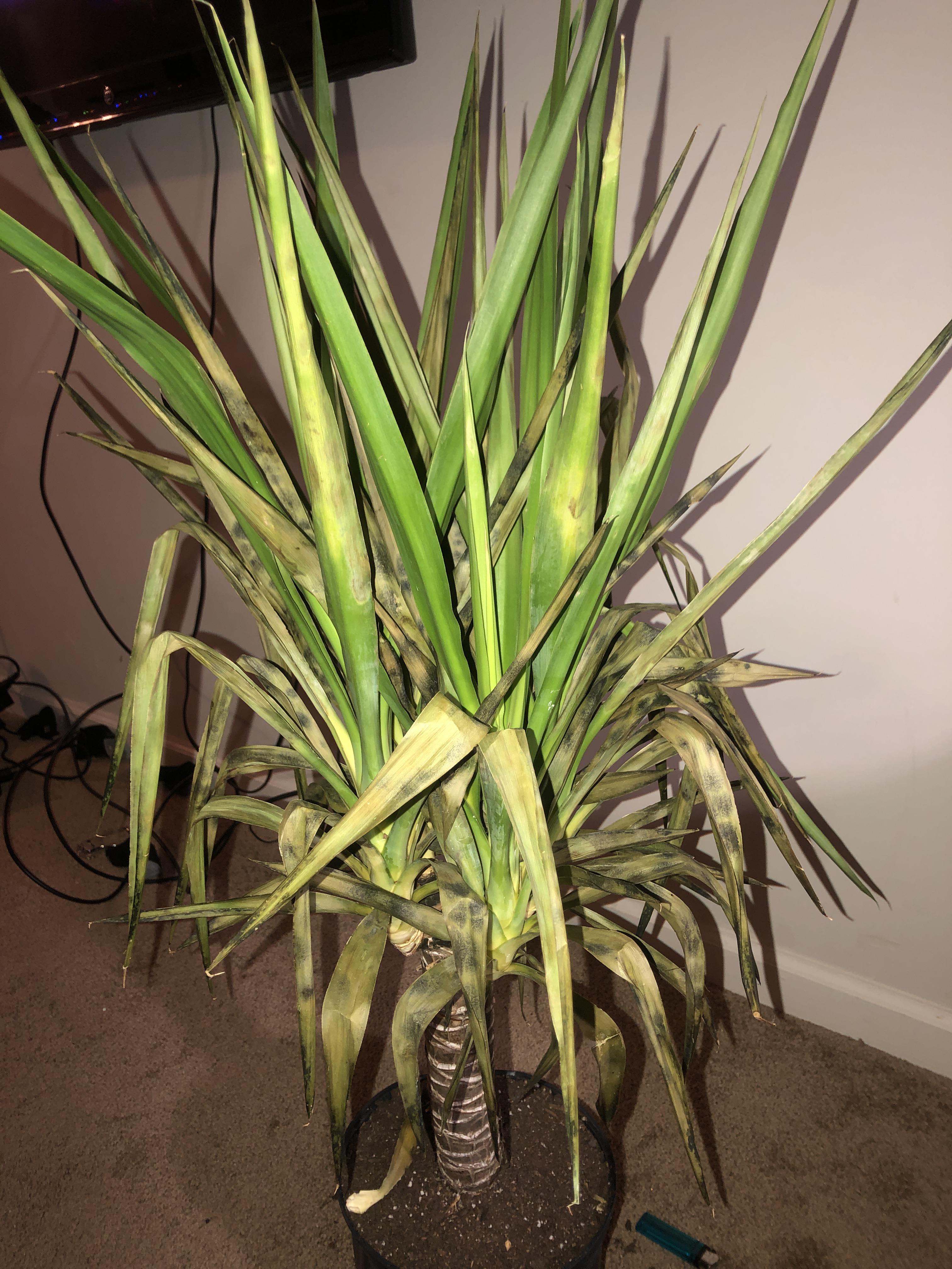 Yucca cane not doing too well please help! r/houseplants