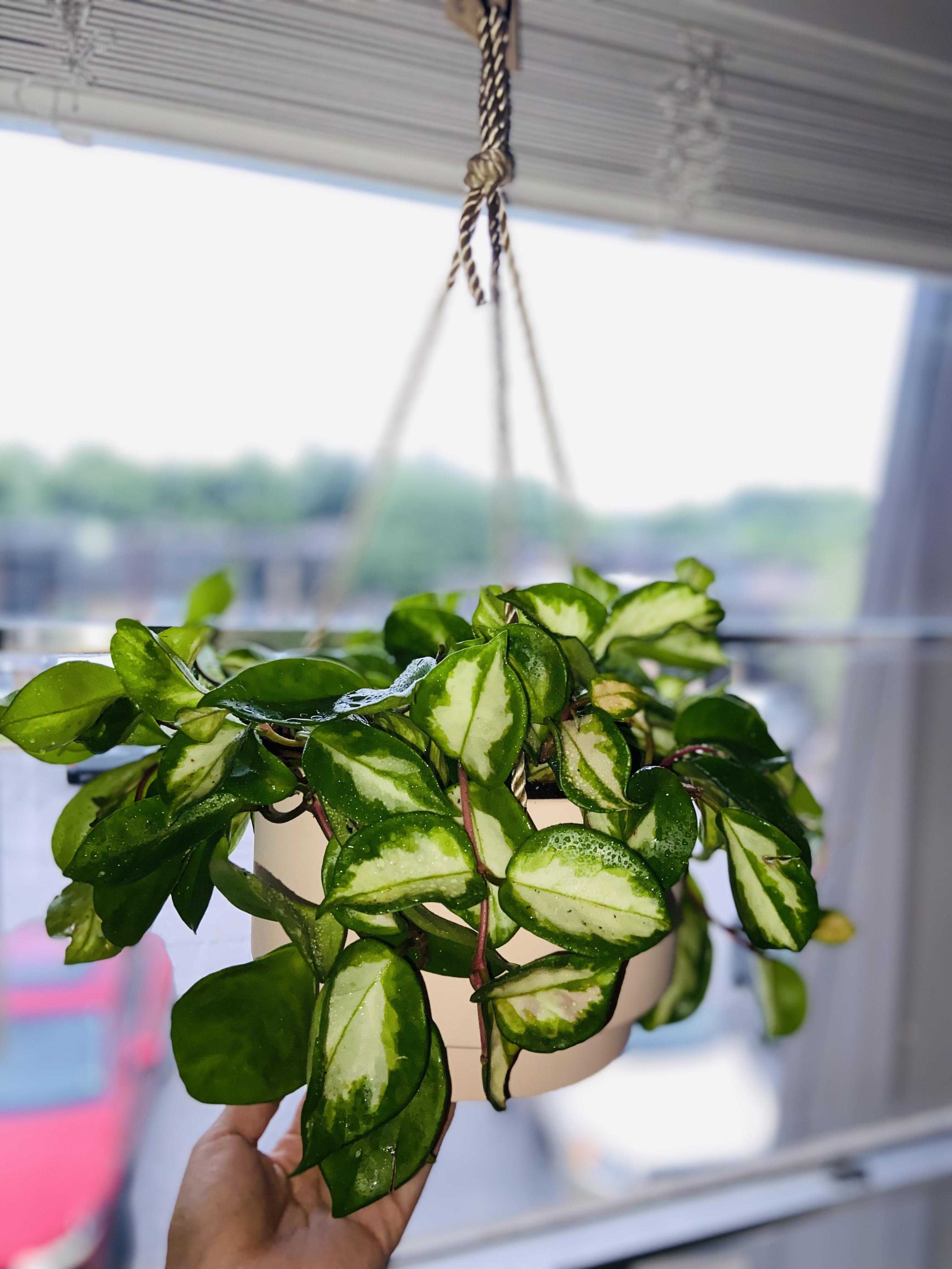 Repotted my rubra waxplant to a pink pot to match her vines. 💕 r