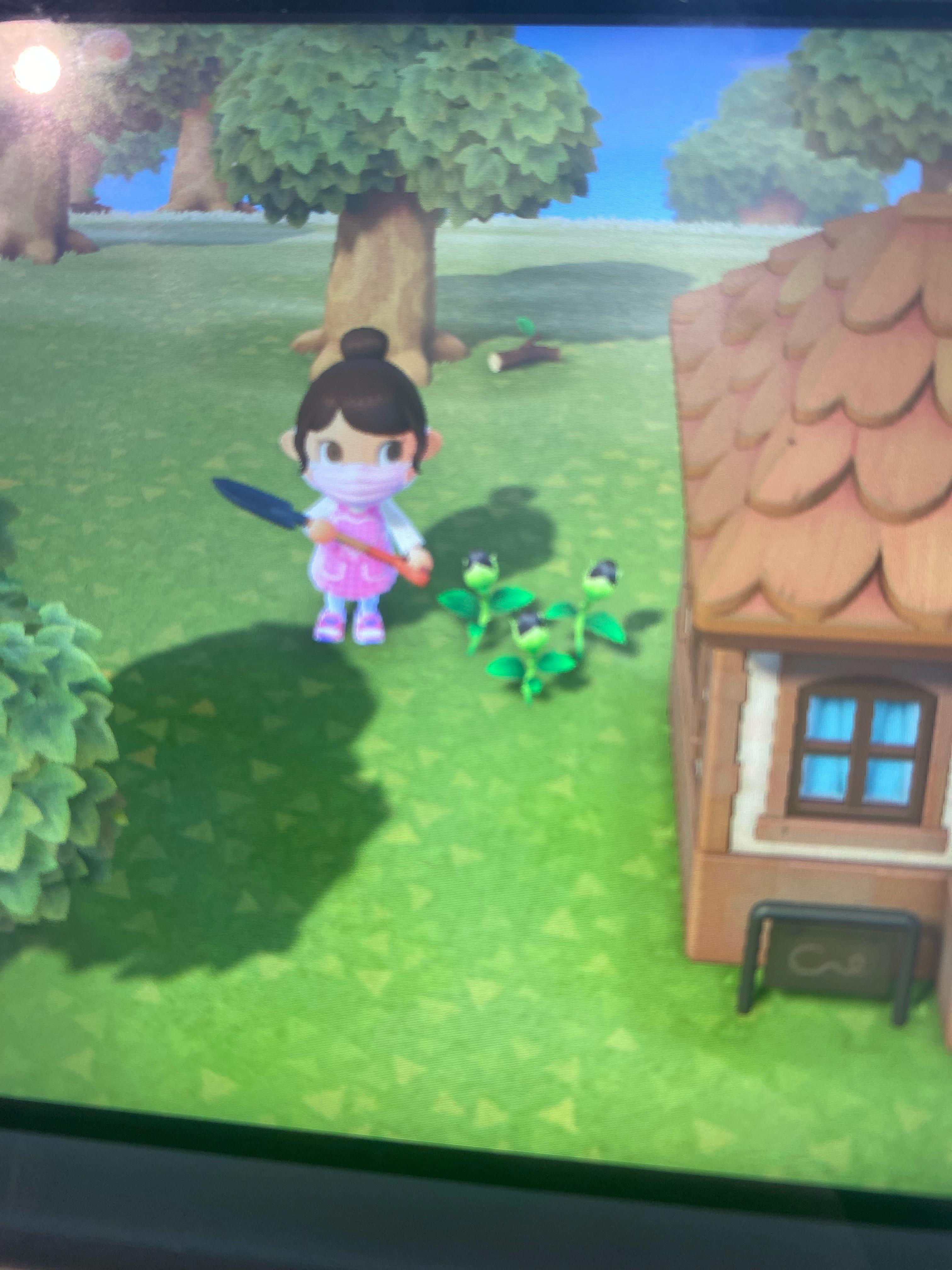 Are black roses rare or am I just lucky? I’ve only played for 4 days