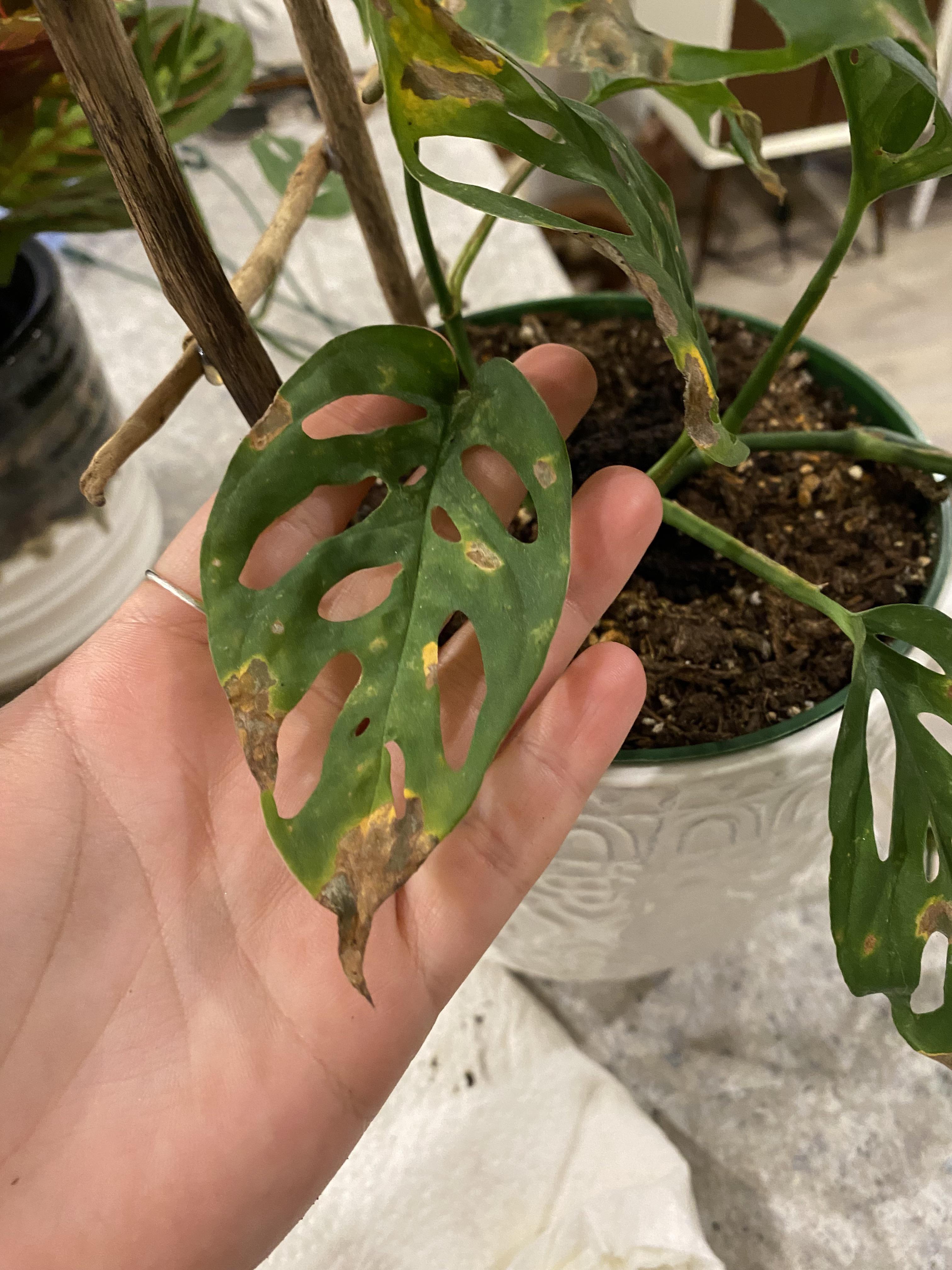 Can someone tell me why my Swiss cheese plant CONSTANTLY has burnt