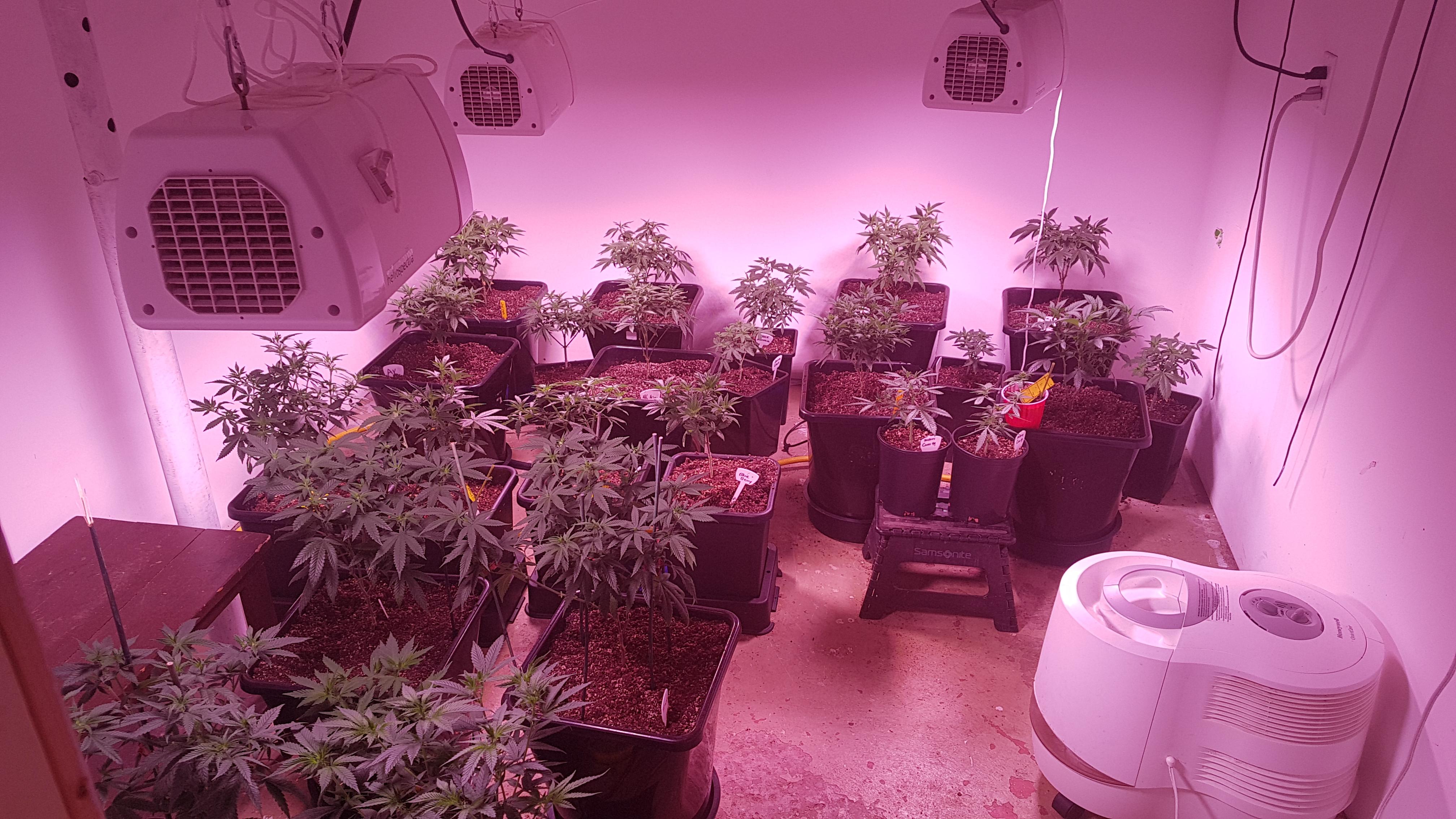 Living soil, autopots, helios spectra veggin out r/microgrowery