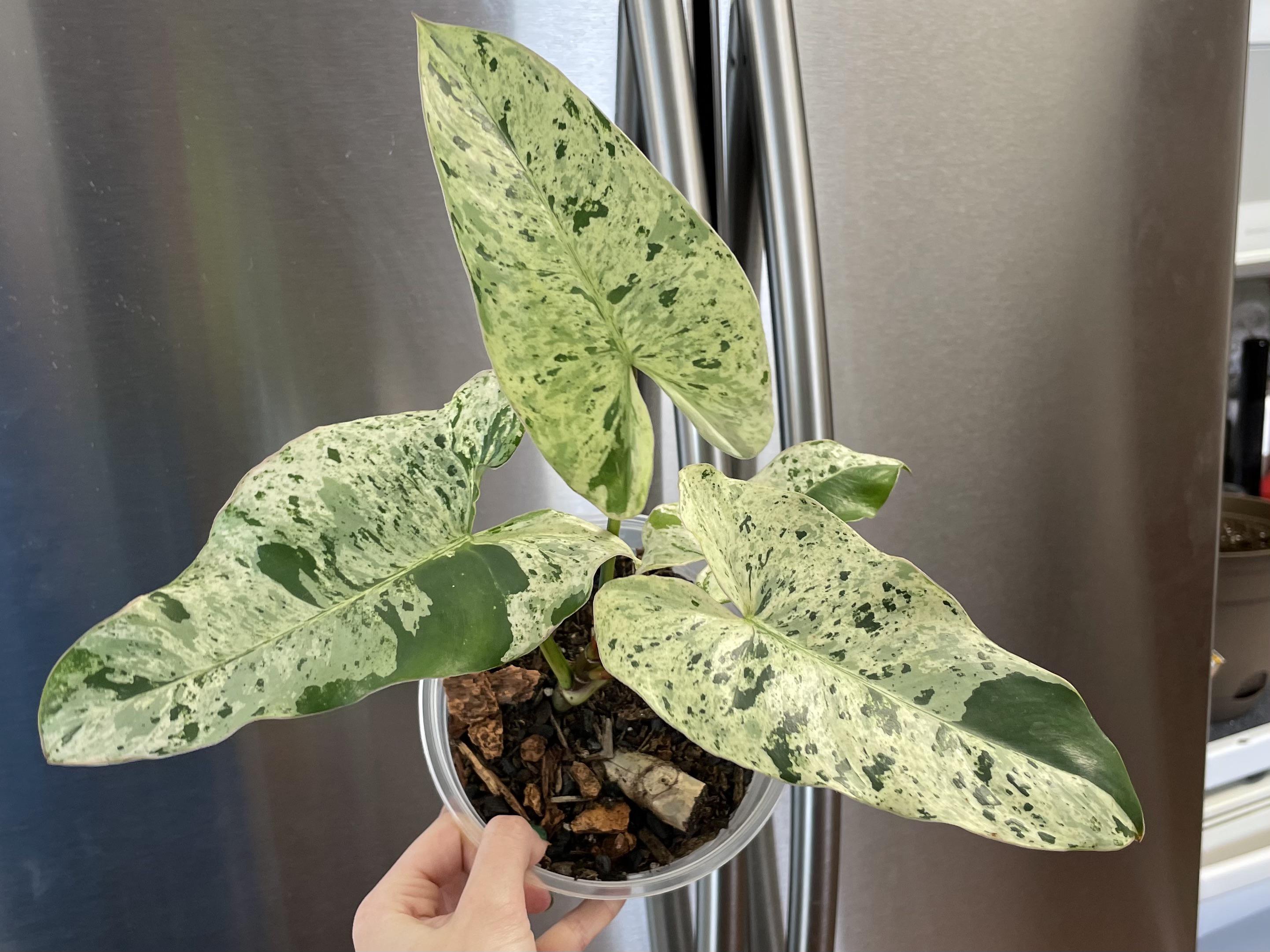 Philodendron ilsemanii houseplants