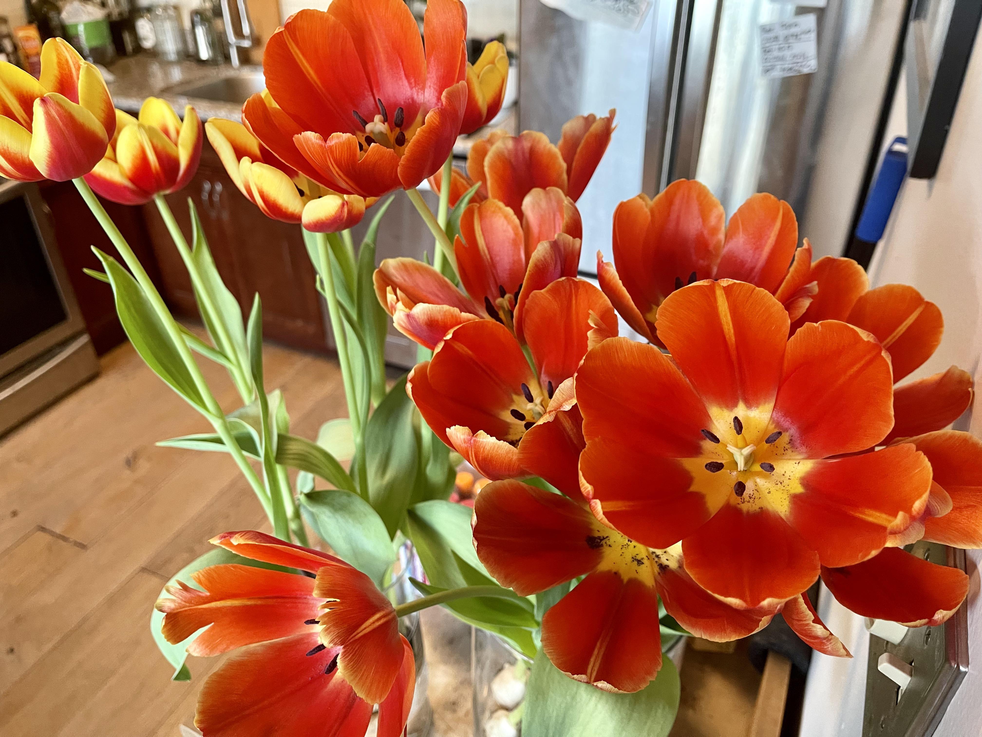 How do you make indoor tulips grow/bloom a second time in the same