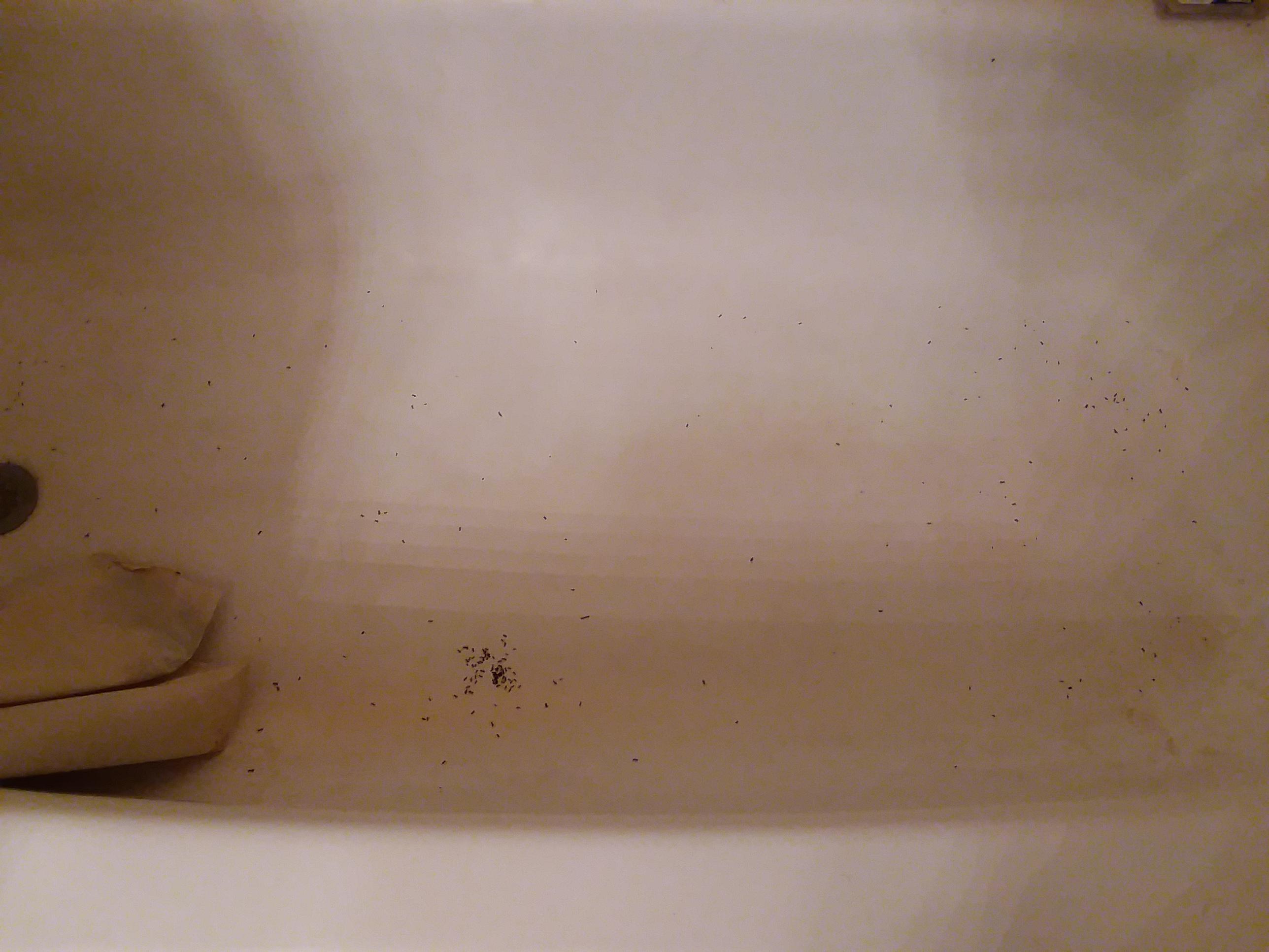 There's ants in my bathtub. Wellthatsucks