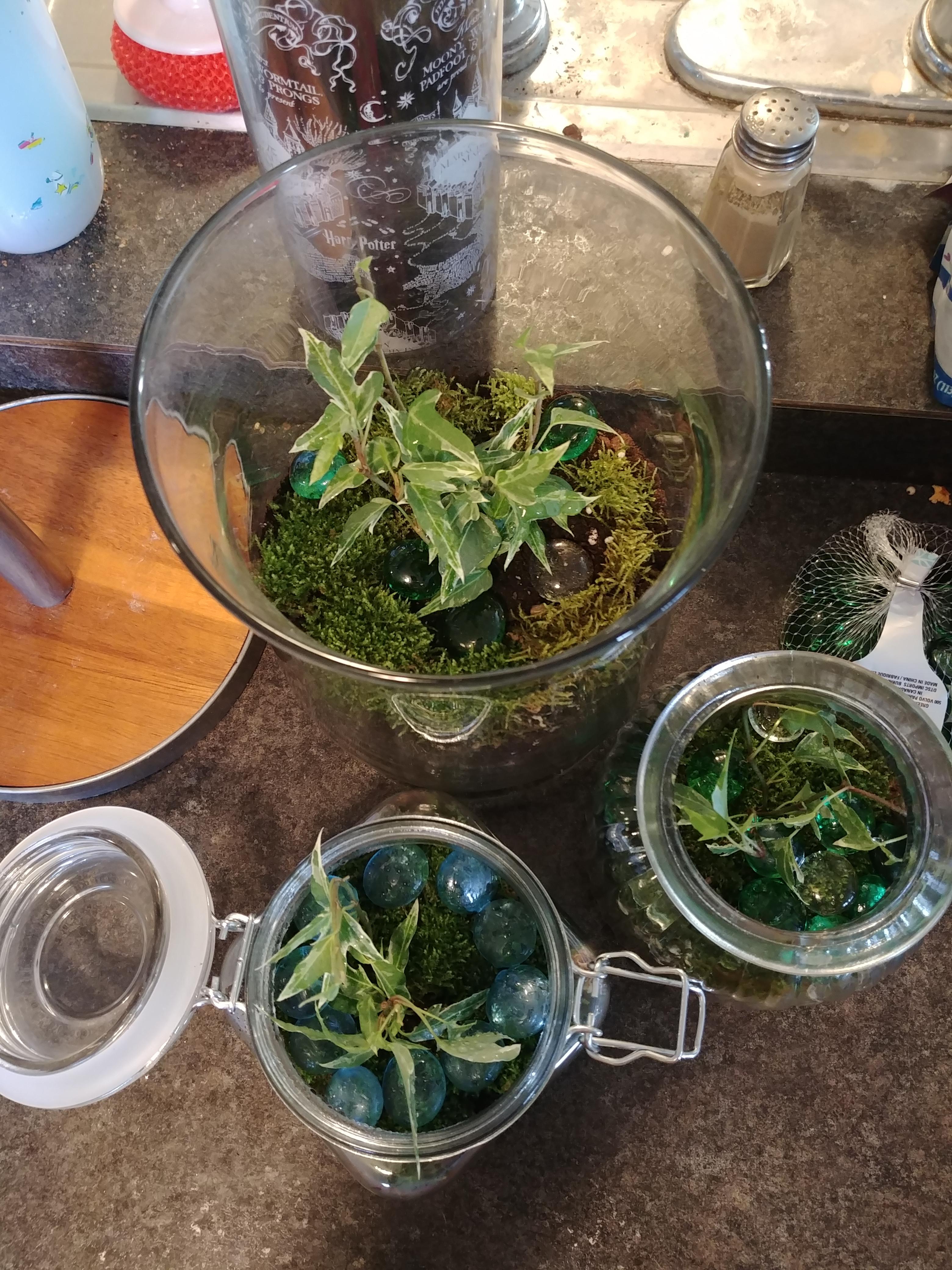 Ivy and moss terraria I made for myself and for each of my children