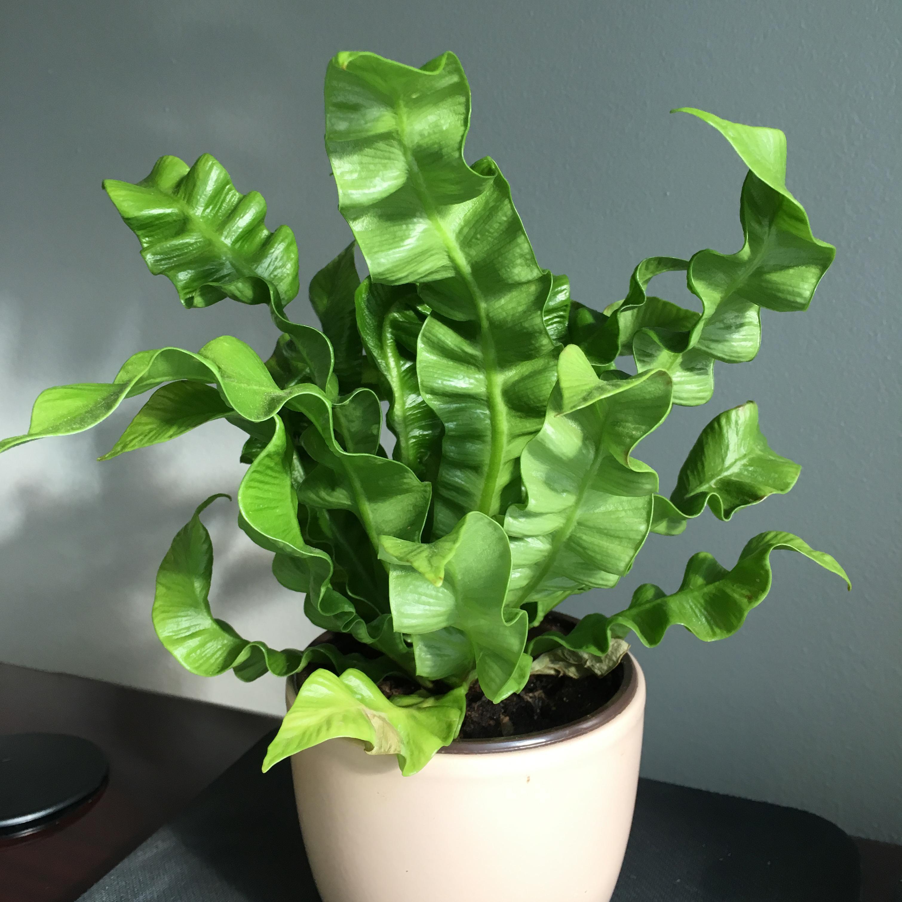 indoor wrinkled leaf plant r/whatsthisplant