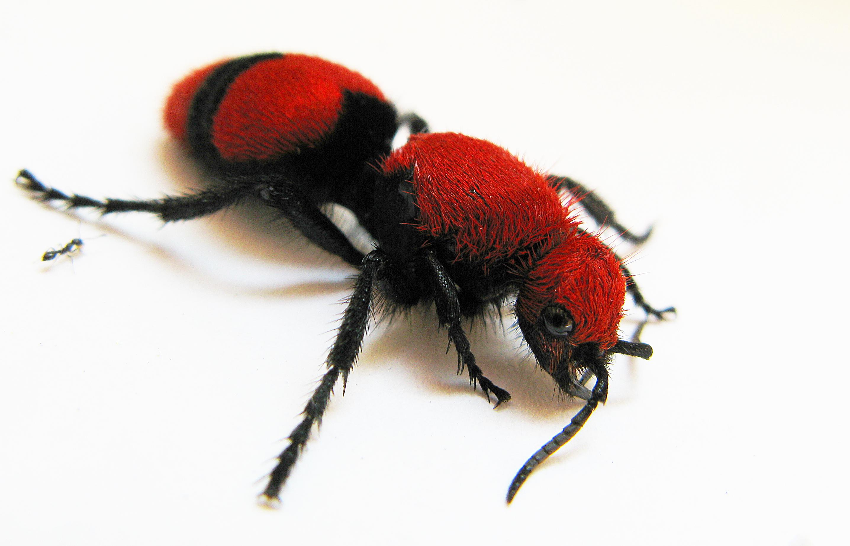 Cow killer (tiny ant for scale) insects