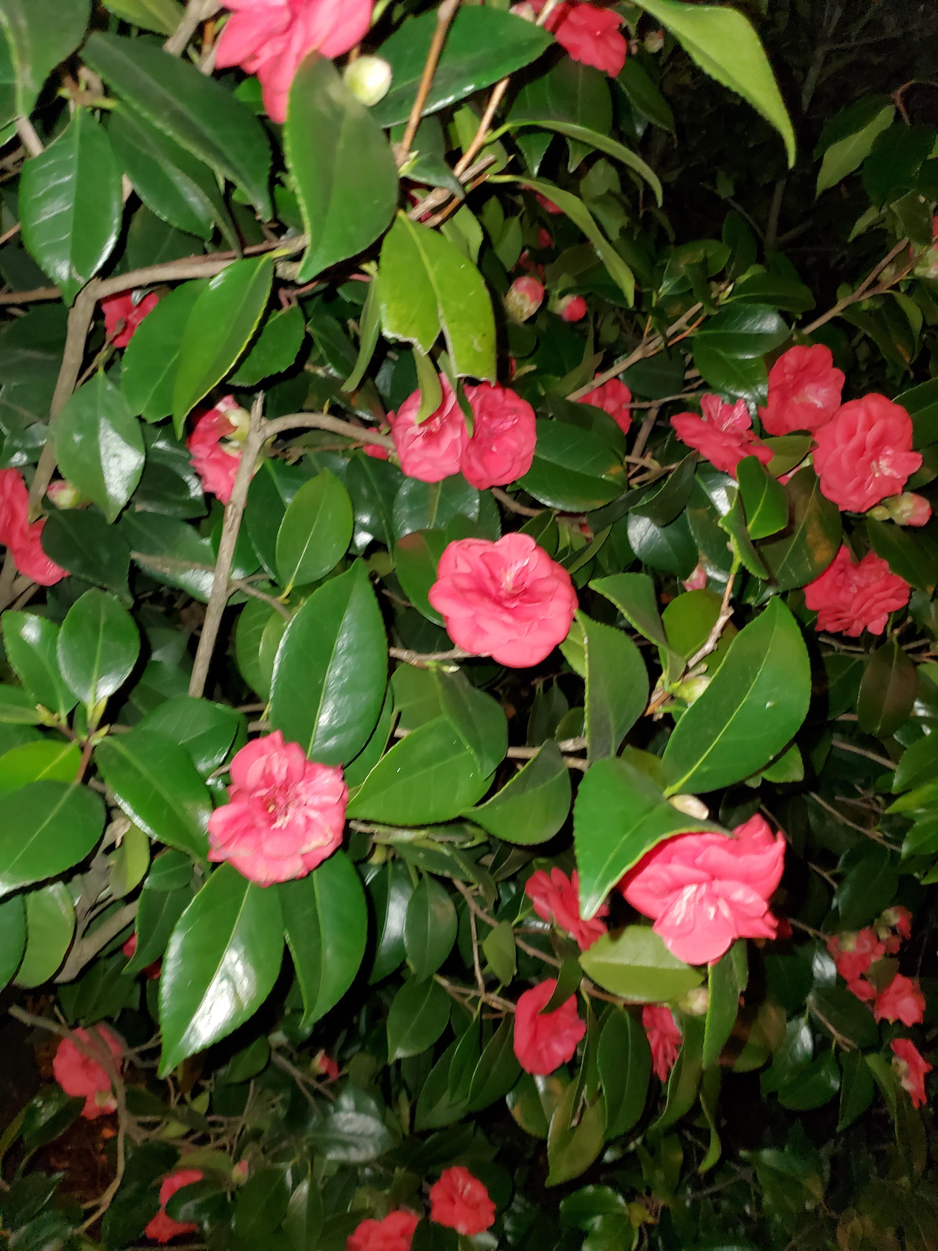 What kind hedge is this? Zone 8. I never seen a flowering hedge before