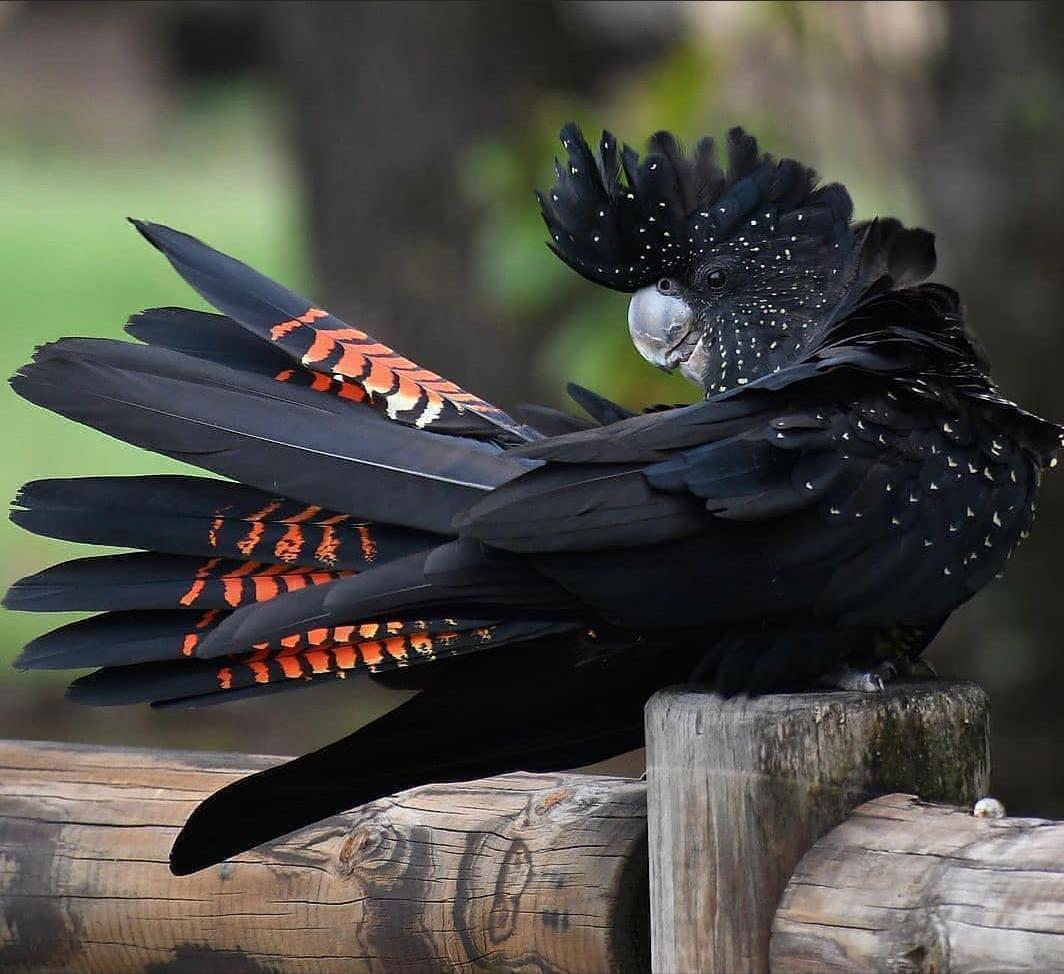 Red Tailed Black Cockatoo Pet