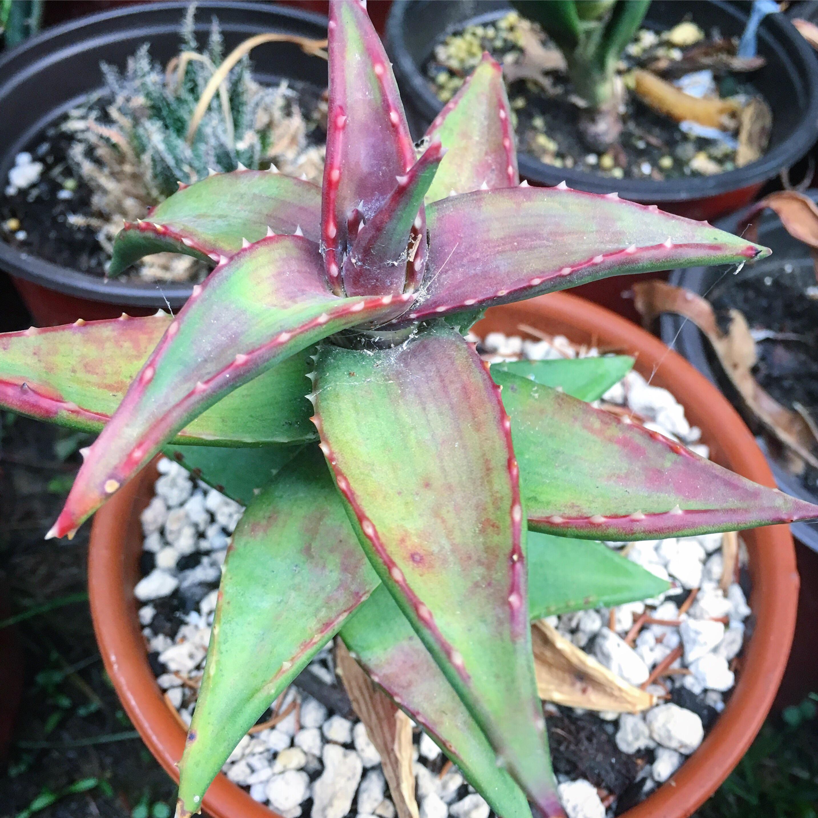 Aloe pearsonii, 12 year old seedling from field collected seed, growing