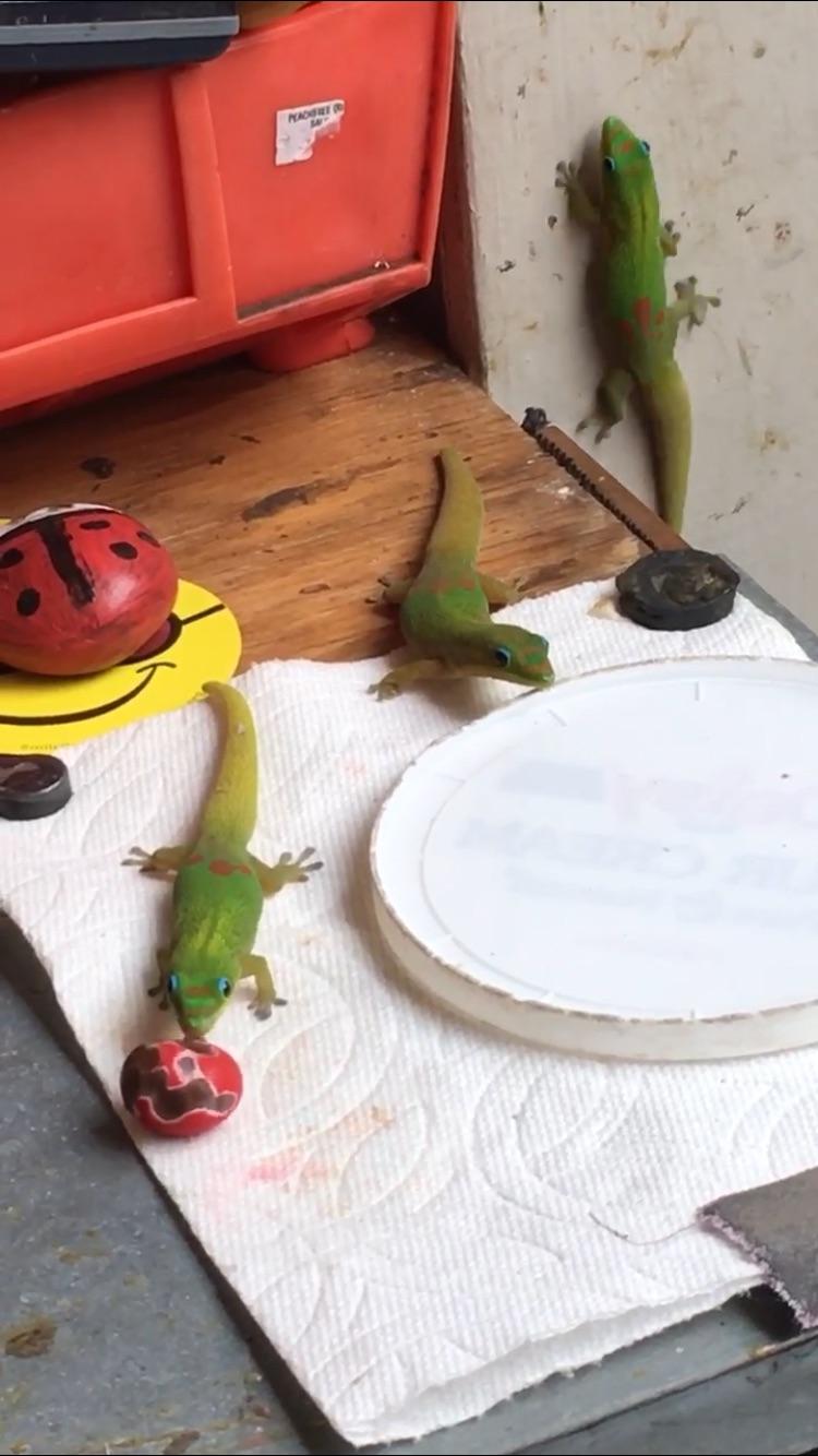 The owners of a studio in Hawaii have geckos that live