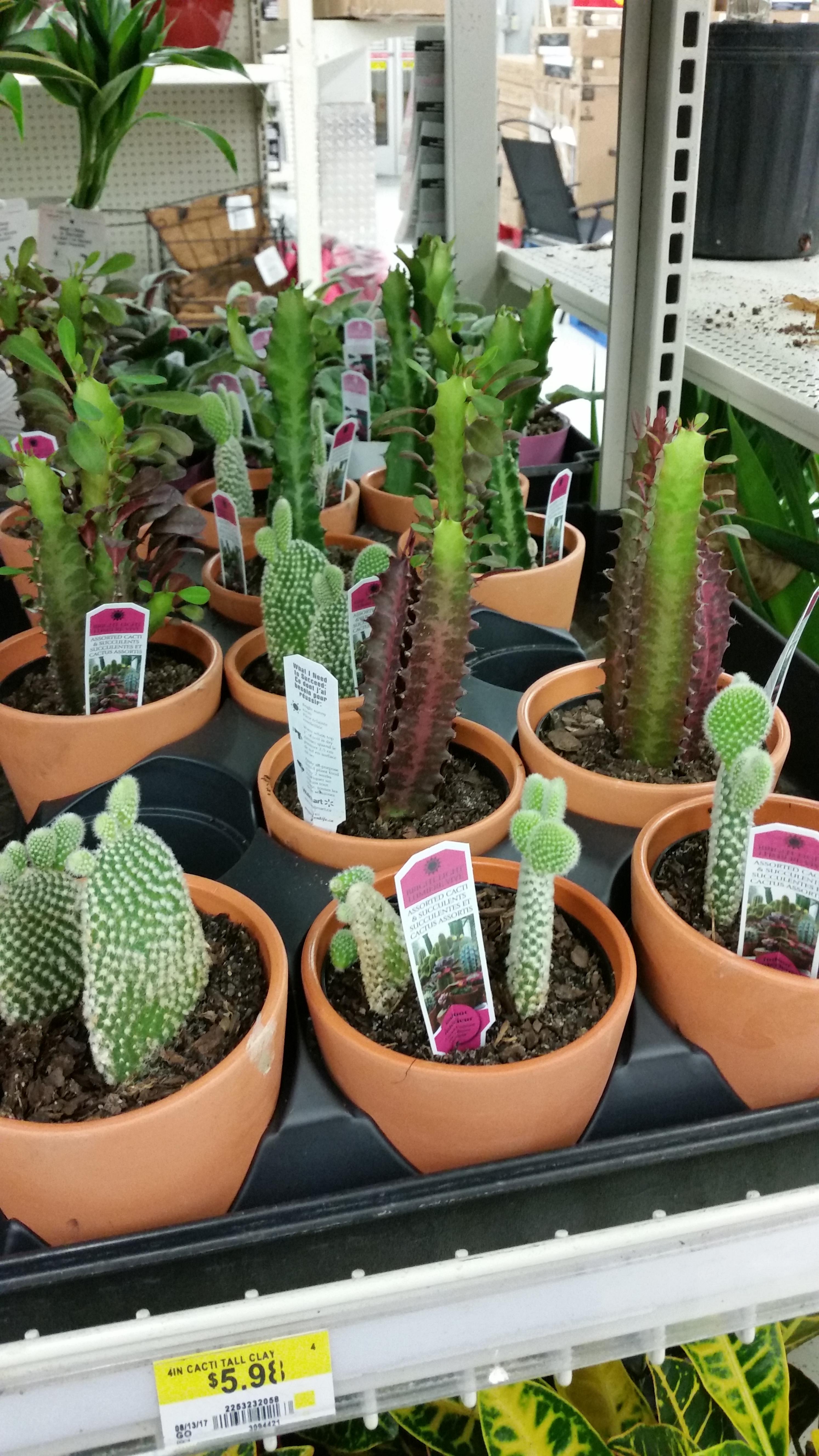 When it's new cactus day at Walmart and you feel like grabbing all of