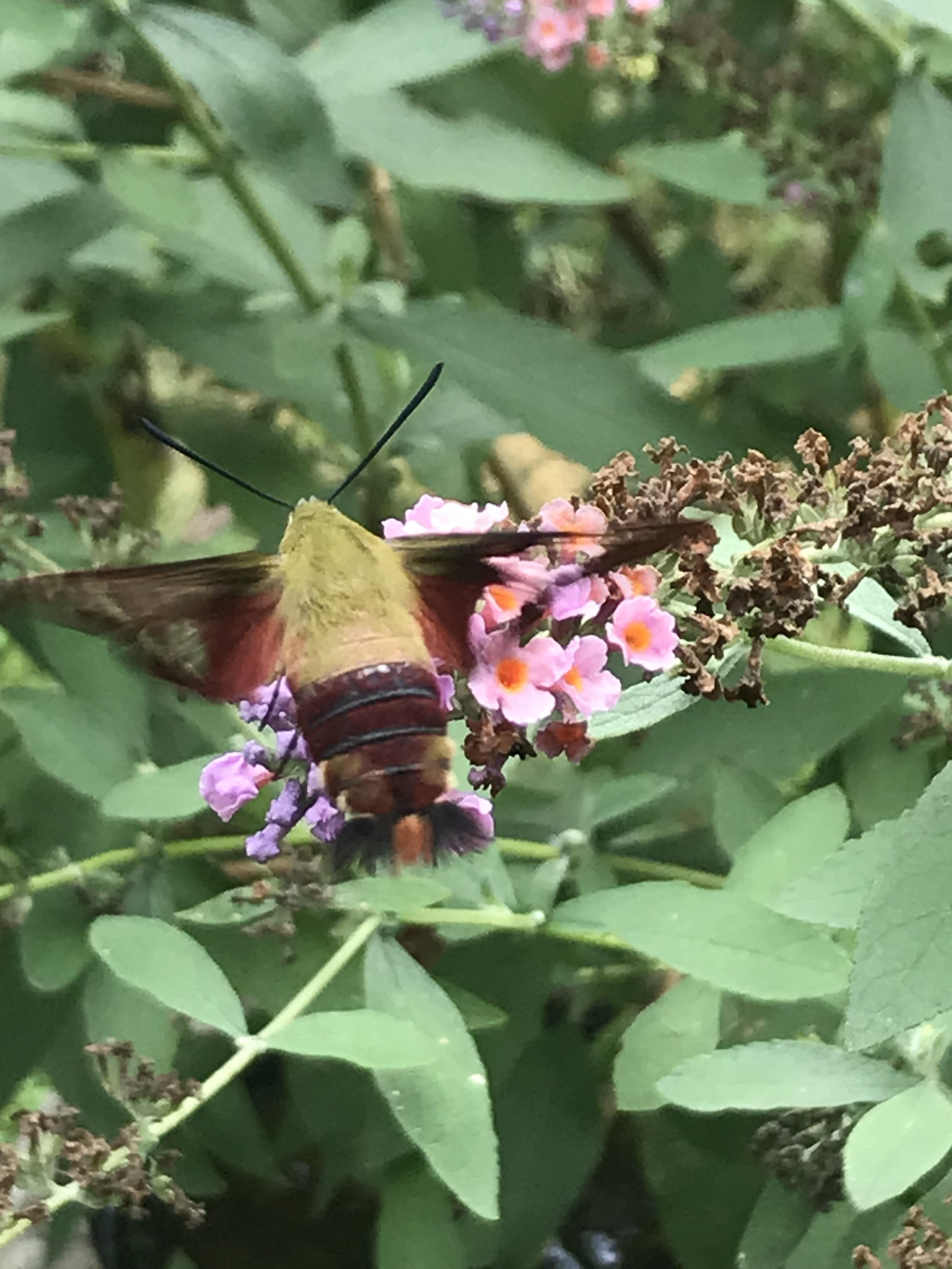 Hummingbird moth Archdale NC r/moths