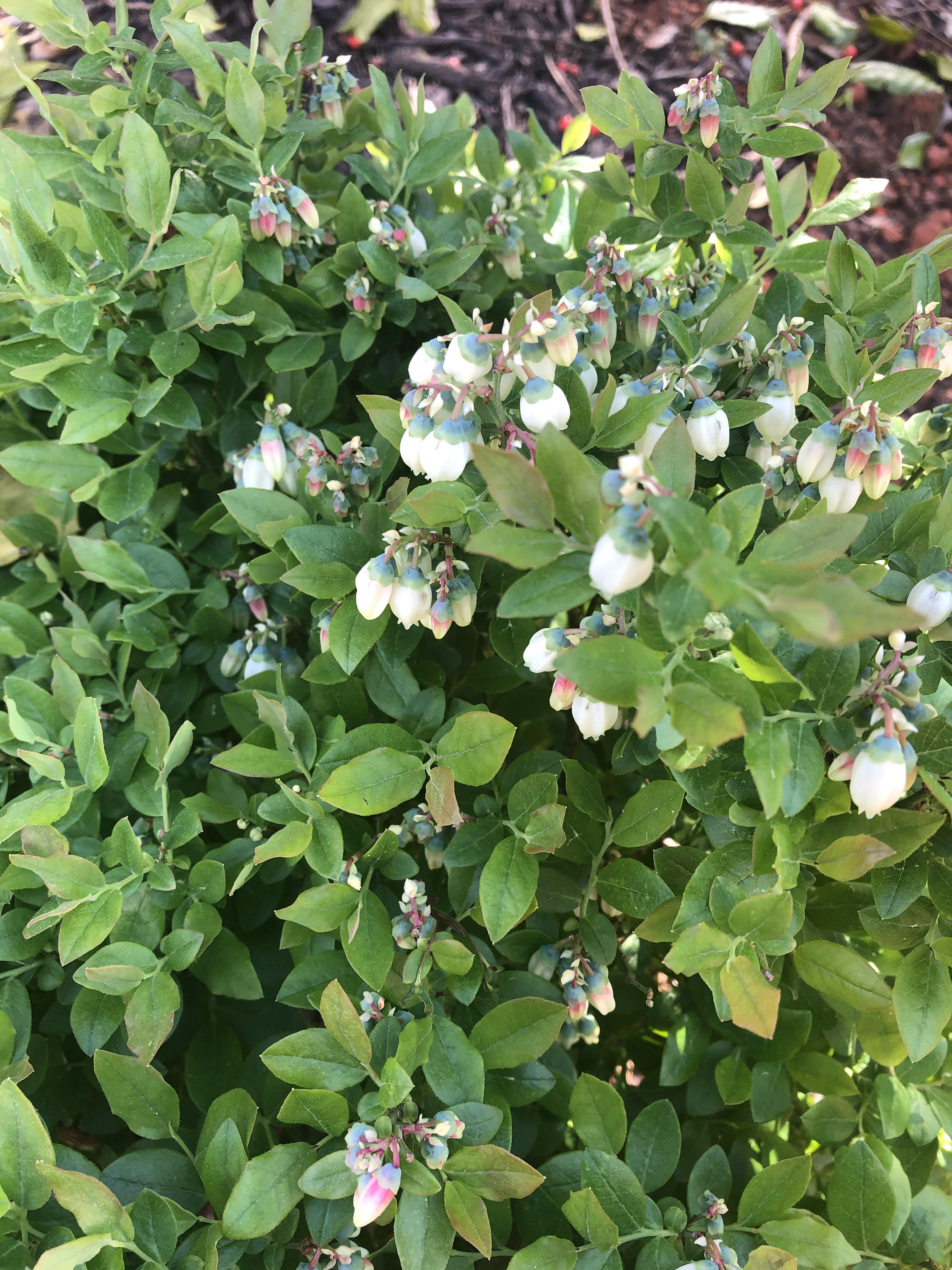 Do the flowers turn into blueberries? r/gardening