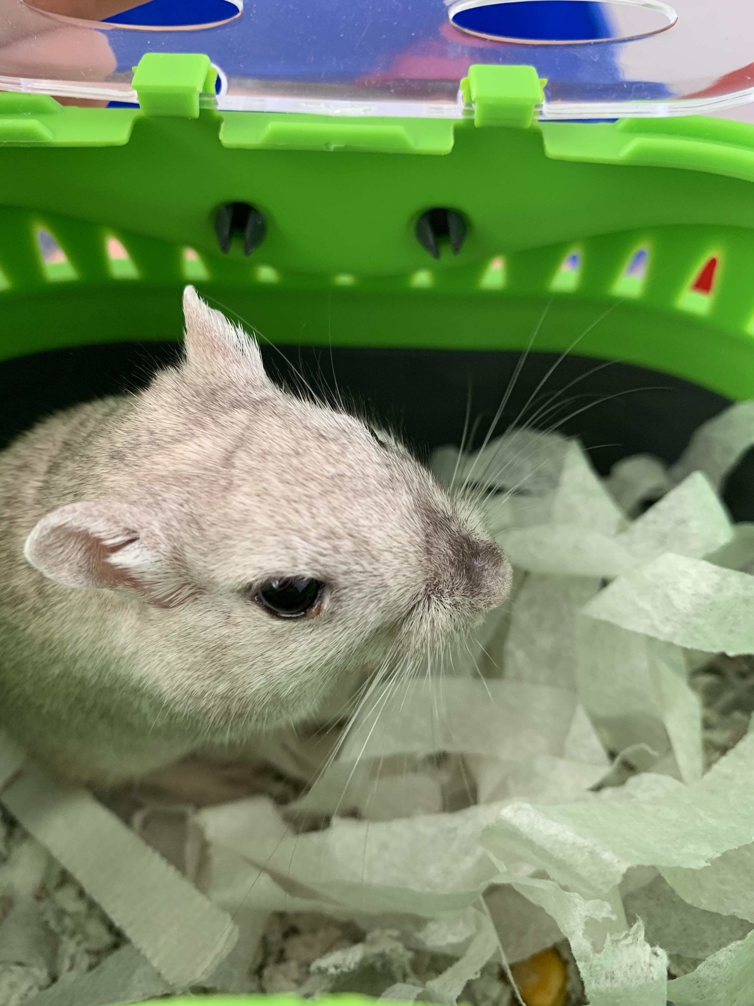 Cut/gunk on gerbils eye? r/gerbil