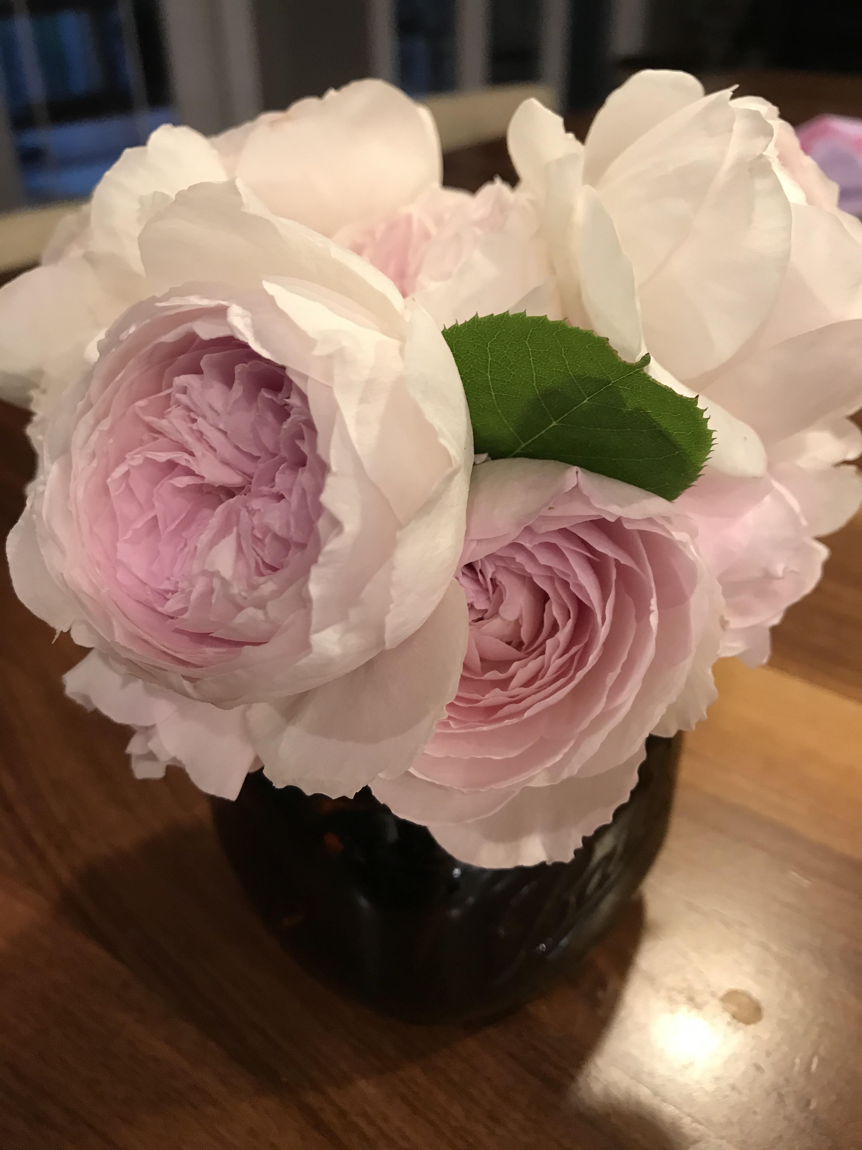 My Earth Angel roses from Kordes Parfuma. The heartiest rose, just