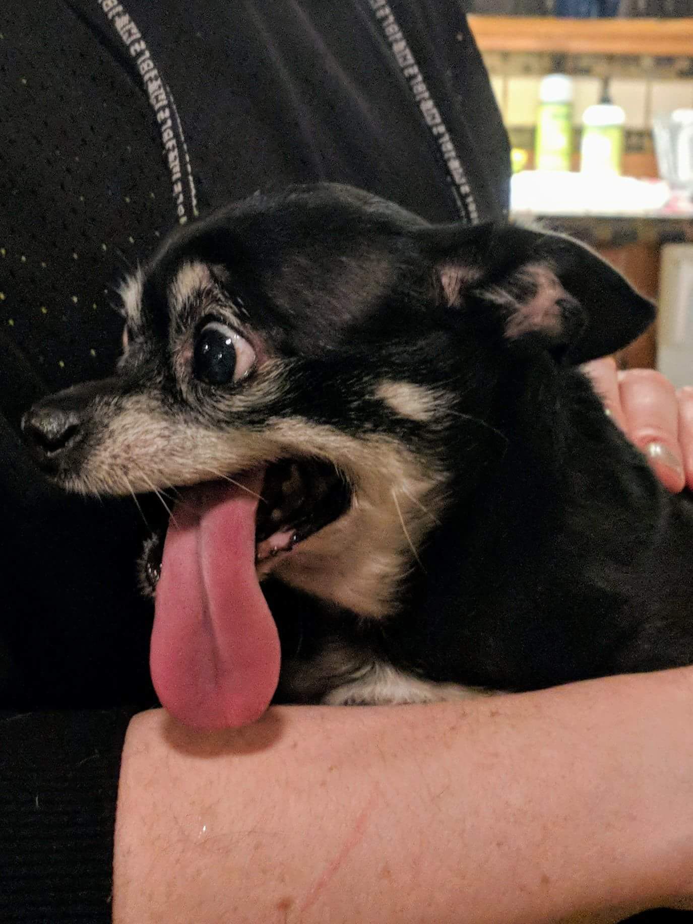 My friends dog looks like a cartoon character. r/aww