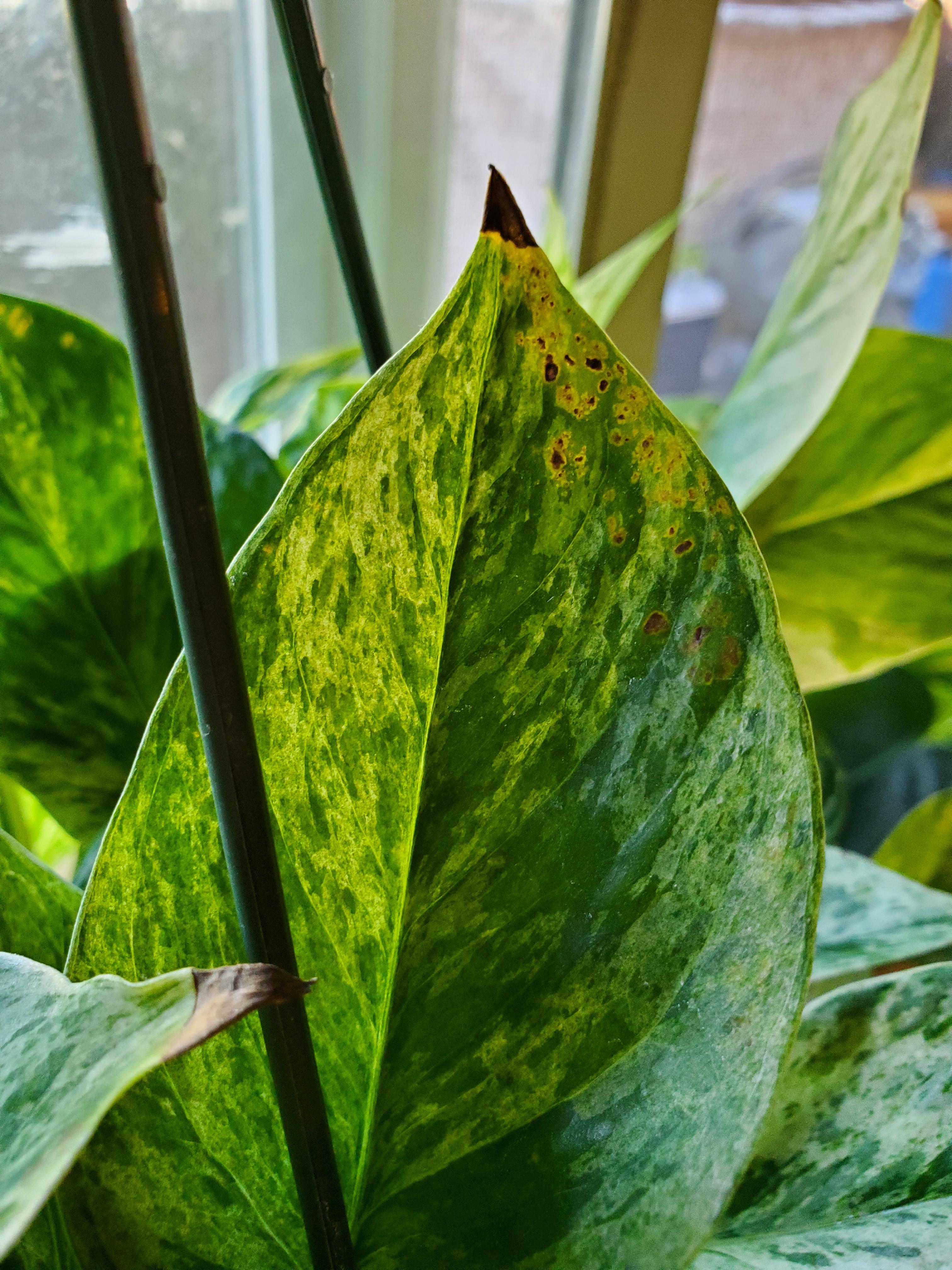 Yellow/Brown Spots on Marble Queen Pothos? r/plantclinic