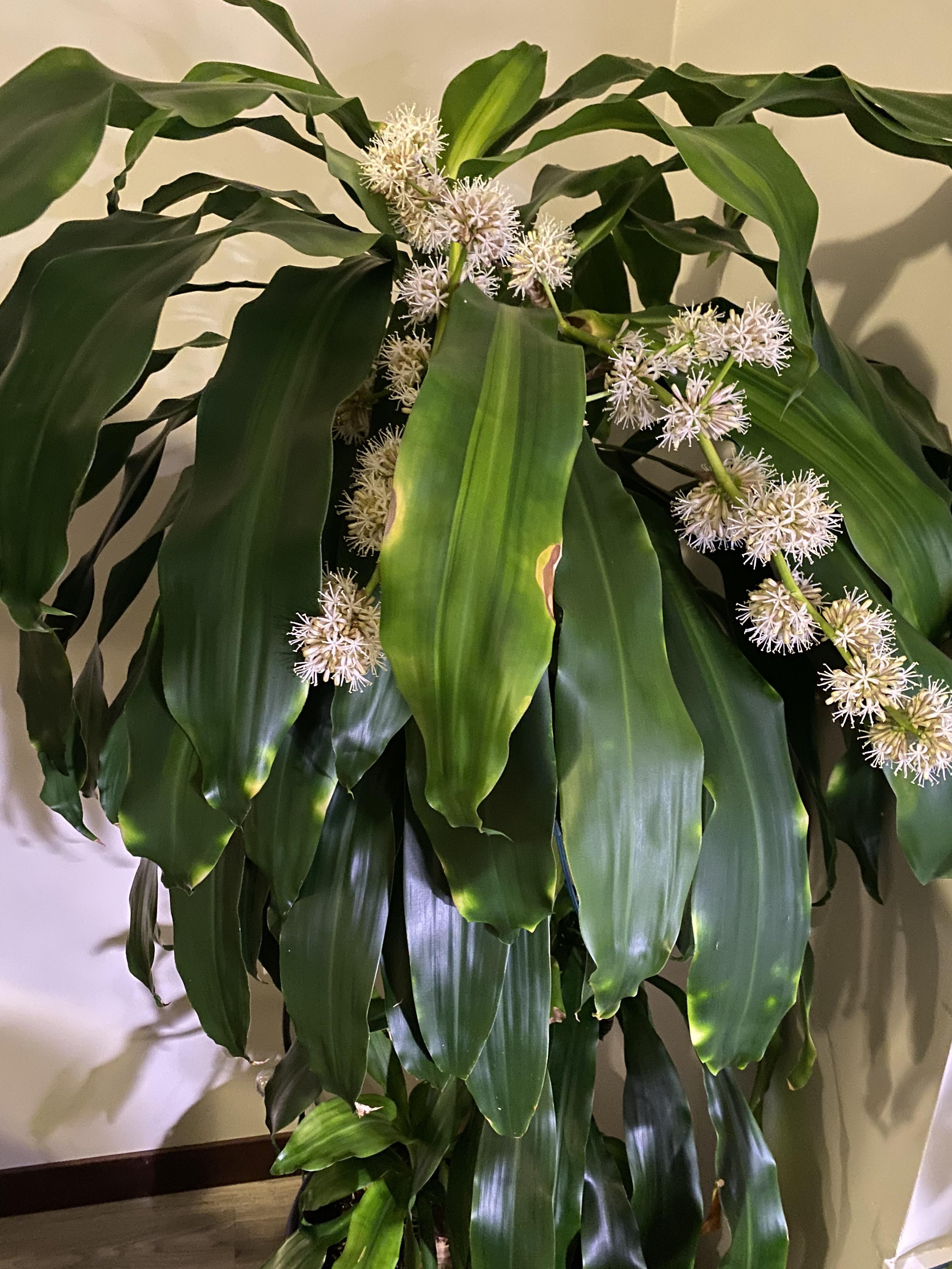 Corn Plant Flower