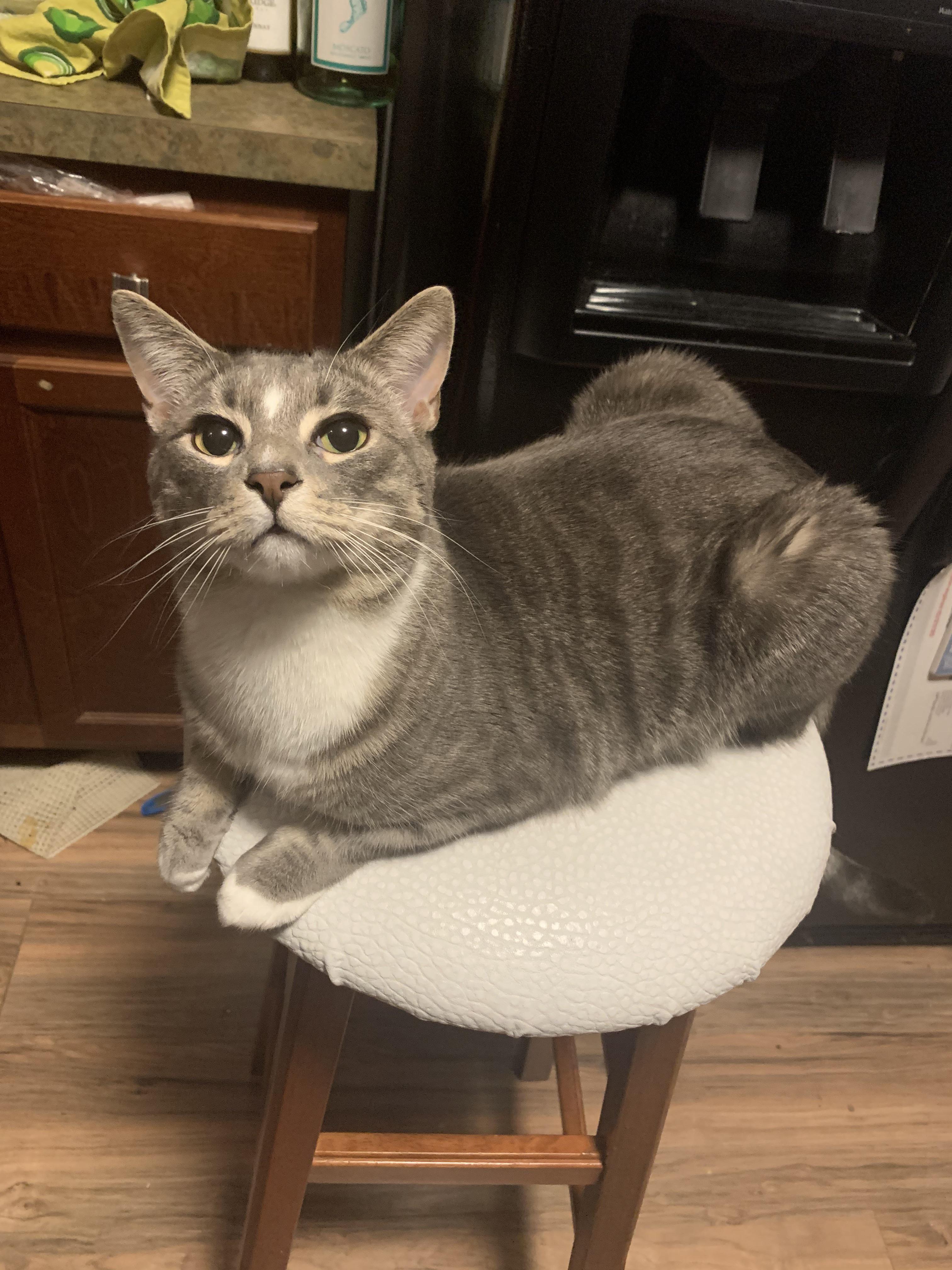 My cat likes to watch me cook, so I’ve decided to start putting a stool