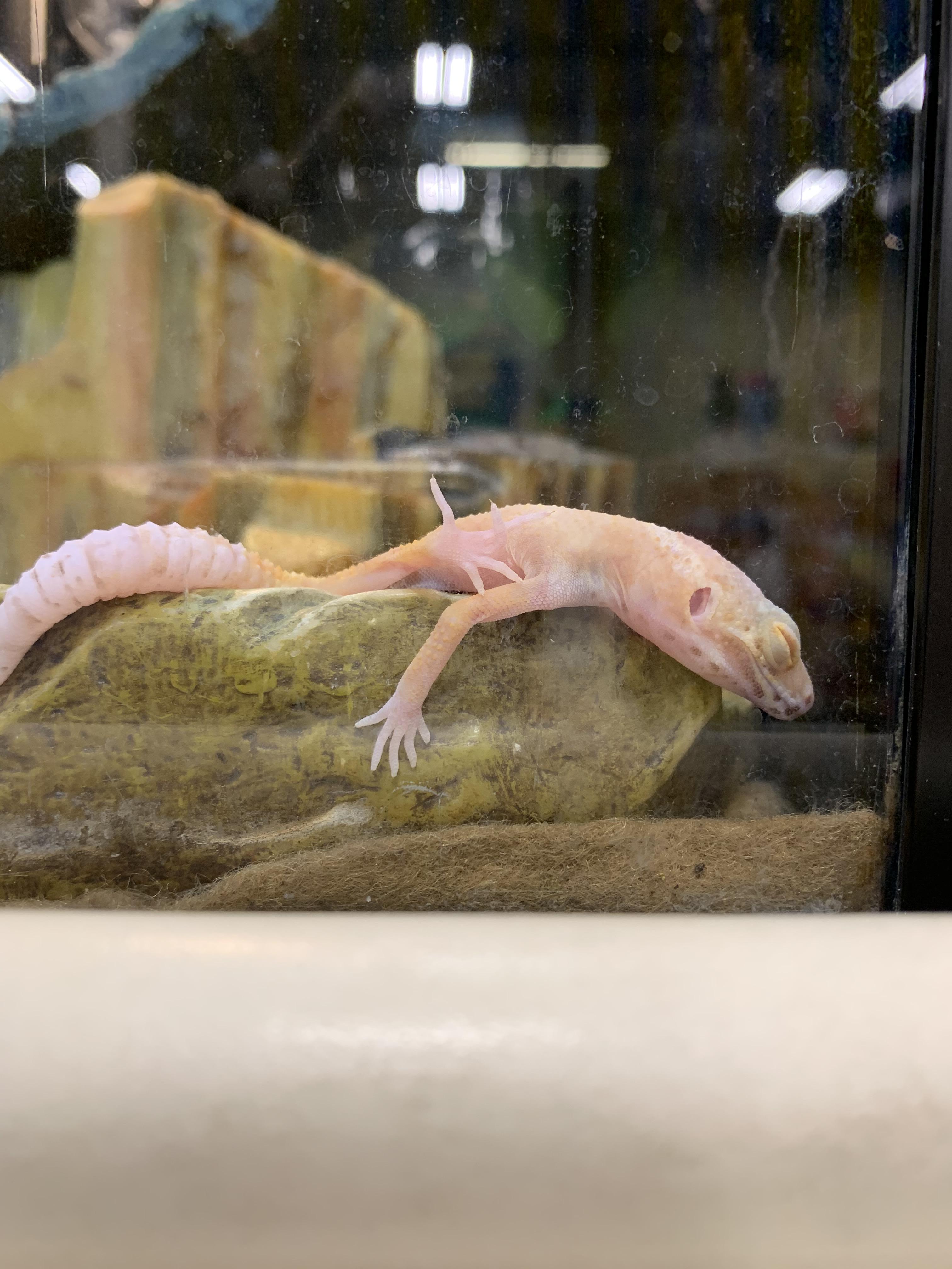 Axolotl Petsmart atelieryuwa.ciao.jp