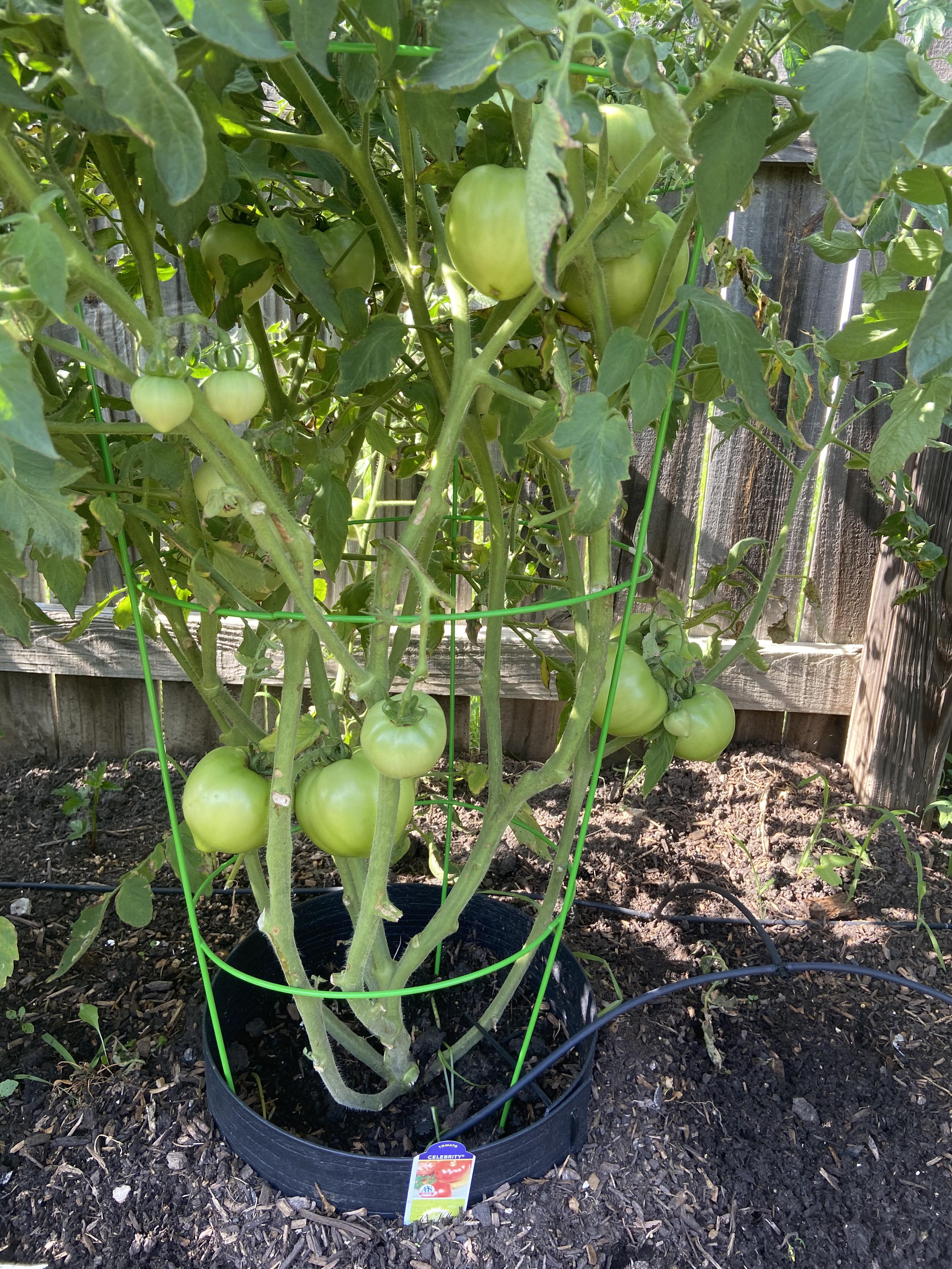 Tomatoes won’t turn red r/gardening