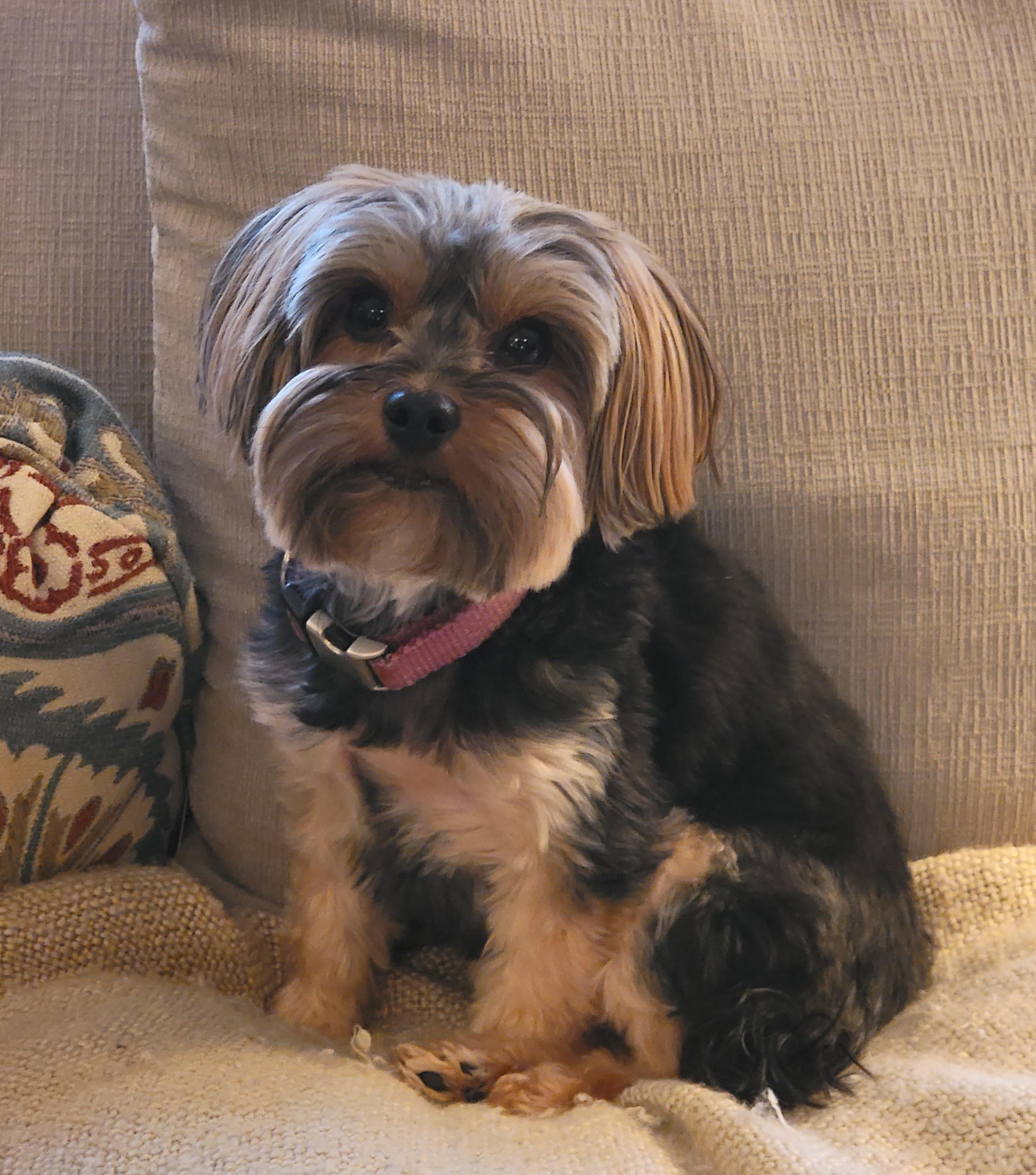 Gracie can't fathom why I'd ever be upset that she destroyed my sock