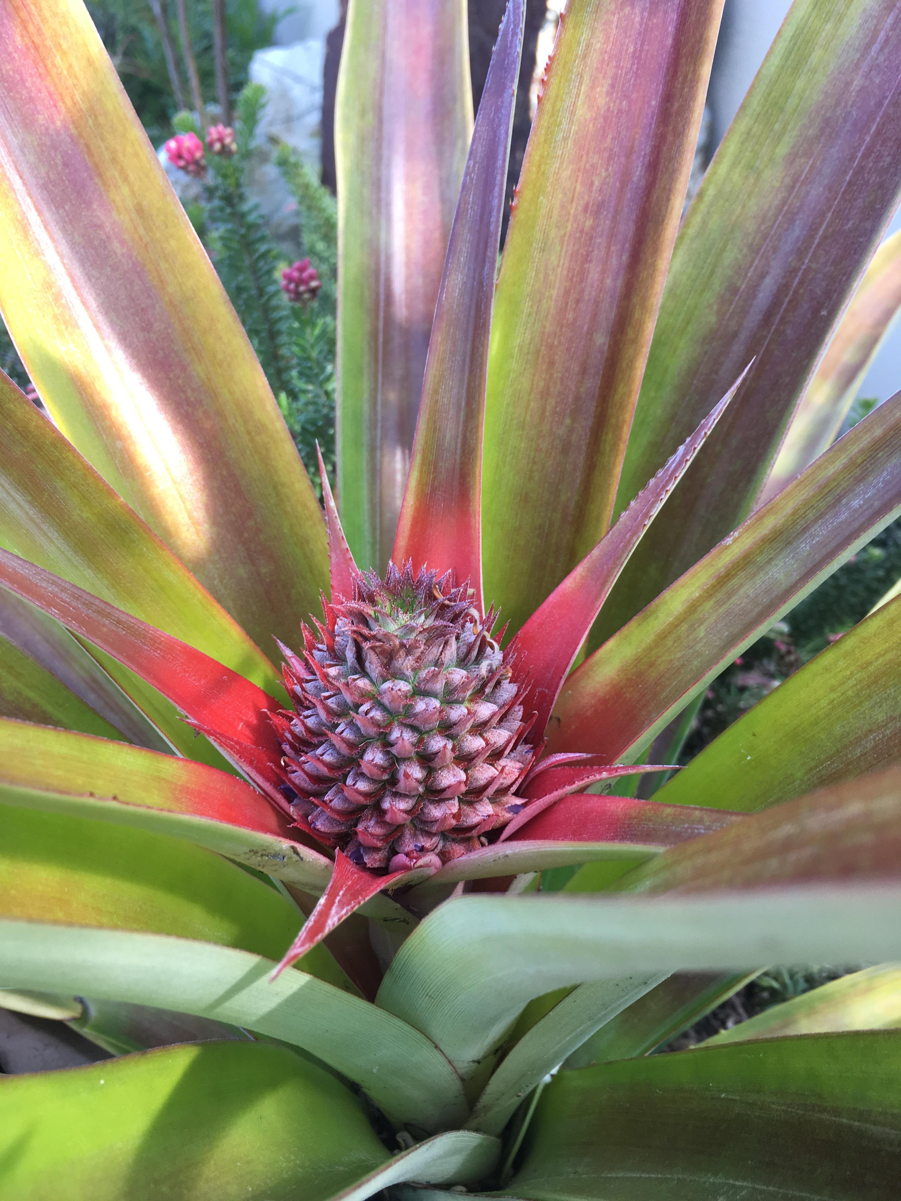 My pineapple is growing gardening