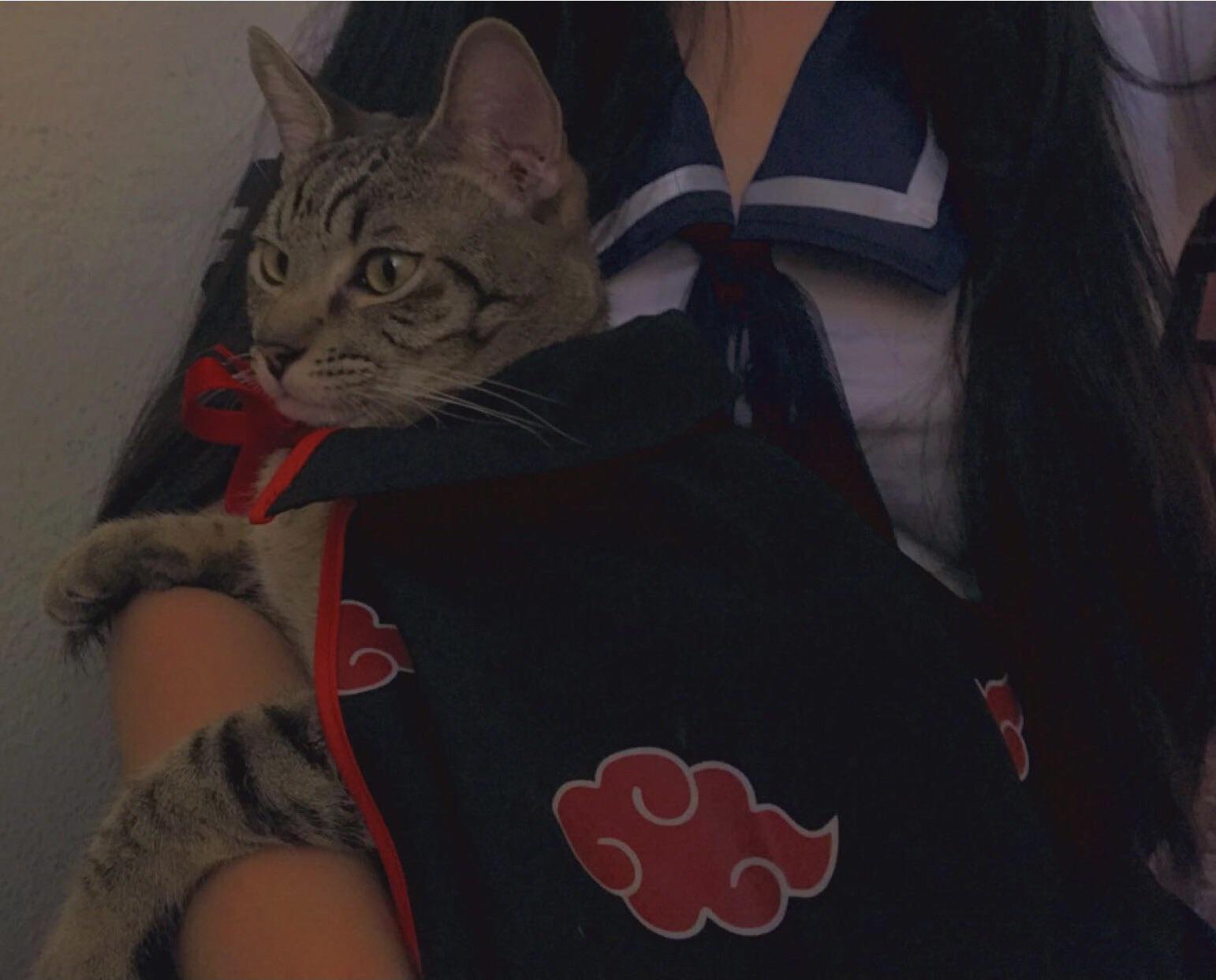 My cat (named Itachi) wearing an akatsuki cloak D he’s quite the