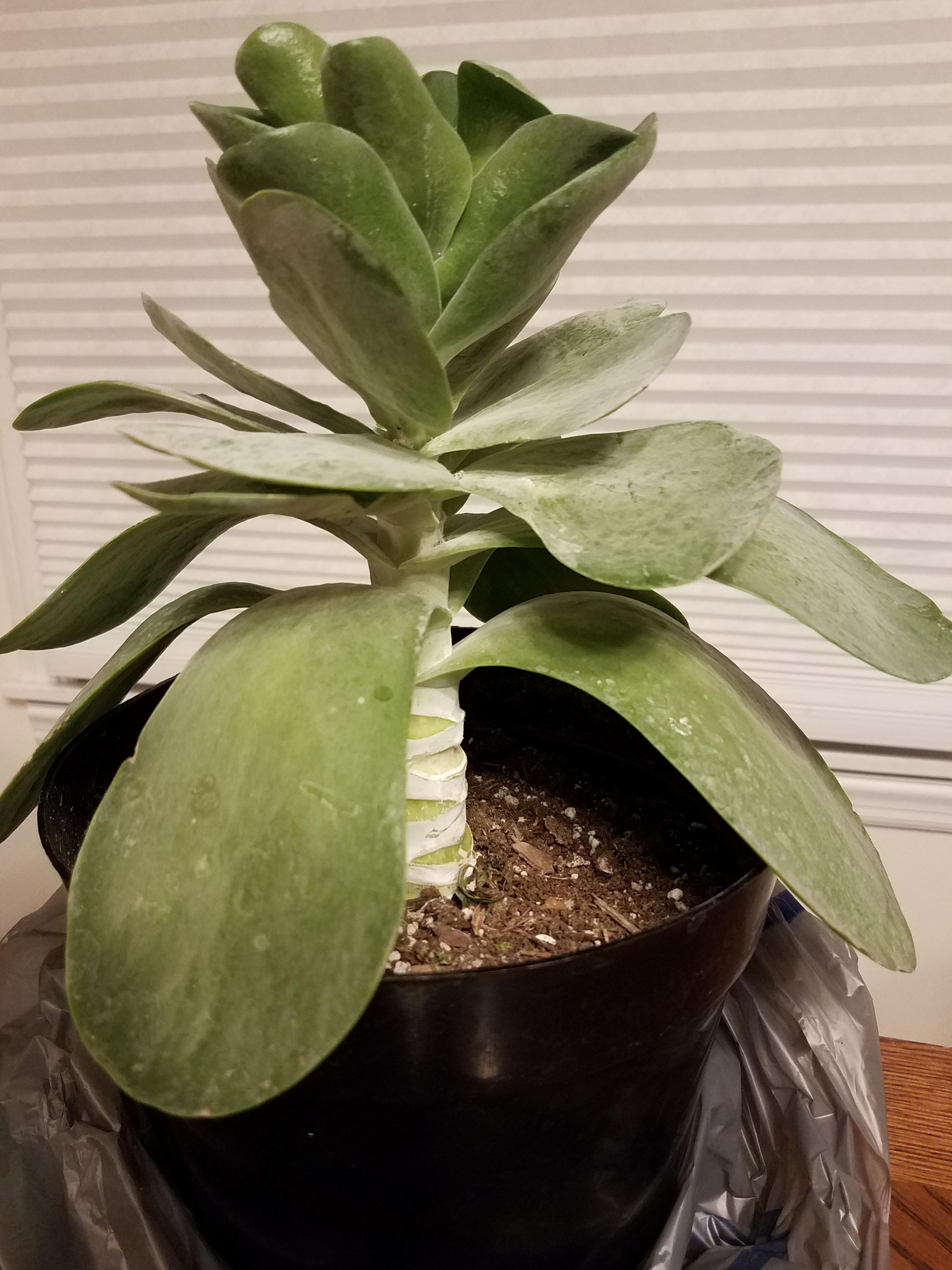 Kalanchoe thyrsiflora aka flapjack paddle plant for 3! Needs work but I am excited! Plan