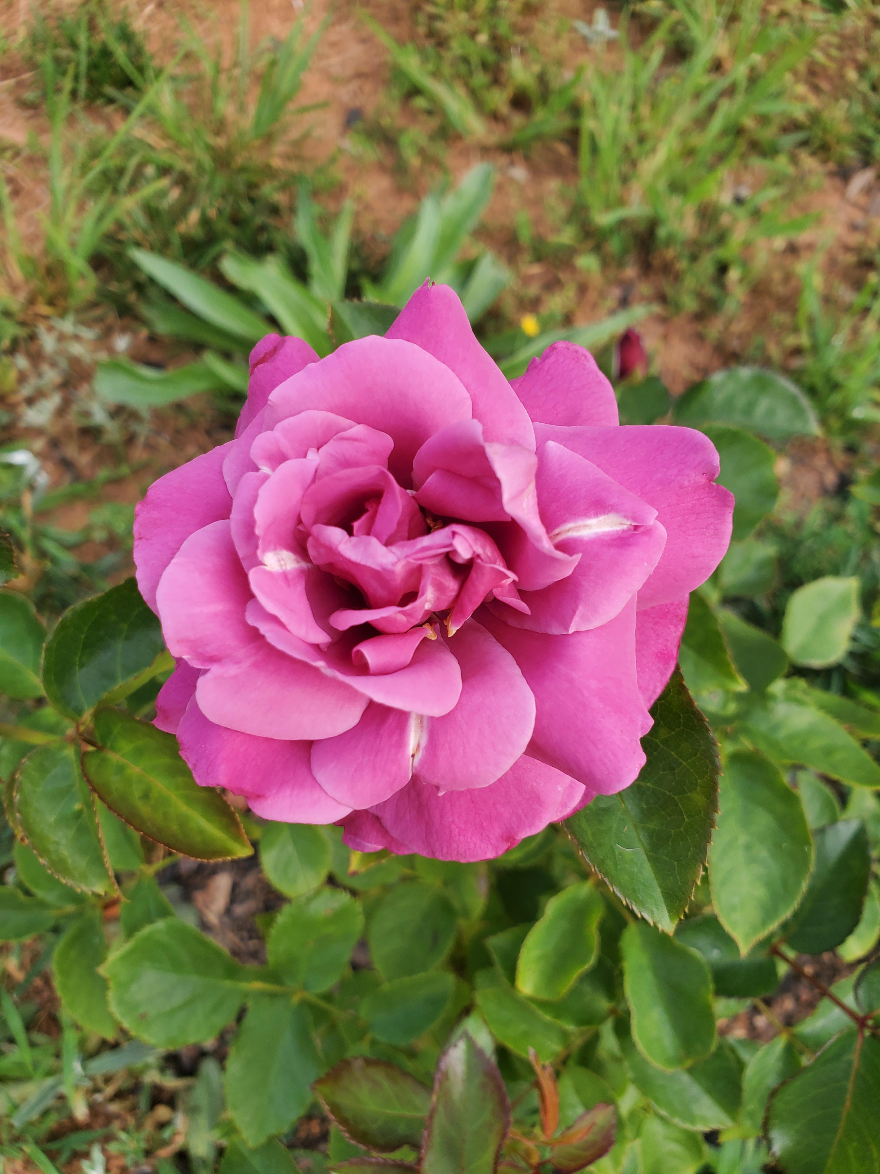 Can someone help me identify this rose? Thank you! r/Roses