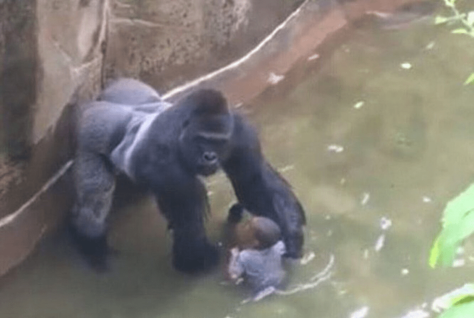 Harambe was killed exactly 5 years ago today (May 28, 2016) 😭 KidsAreFuckingStupid