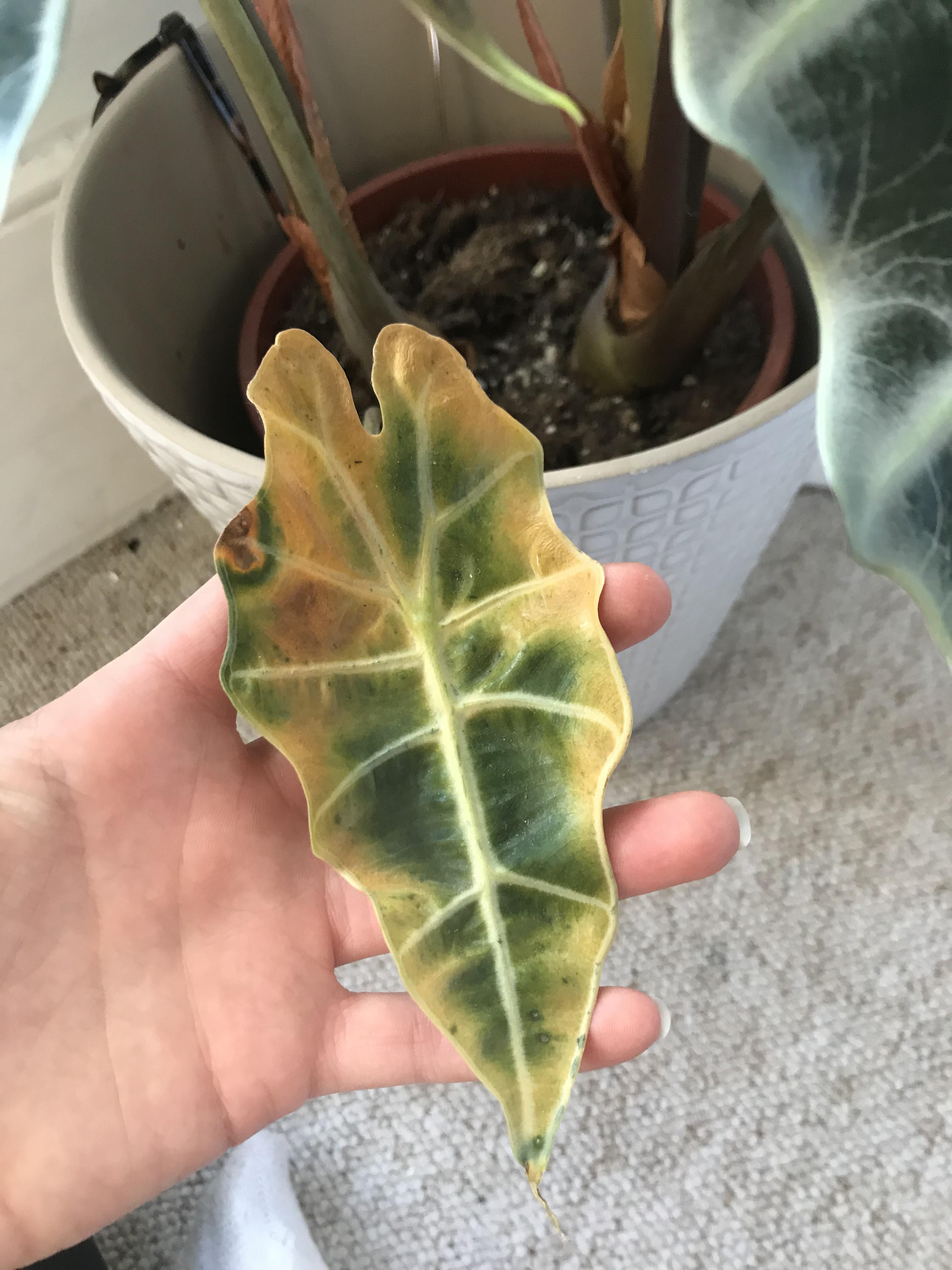 Any idea why this tiny leaf on my Alocasia Amazonica is gone yellow