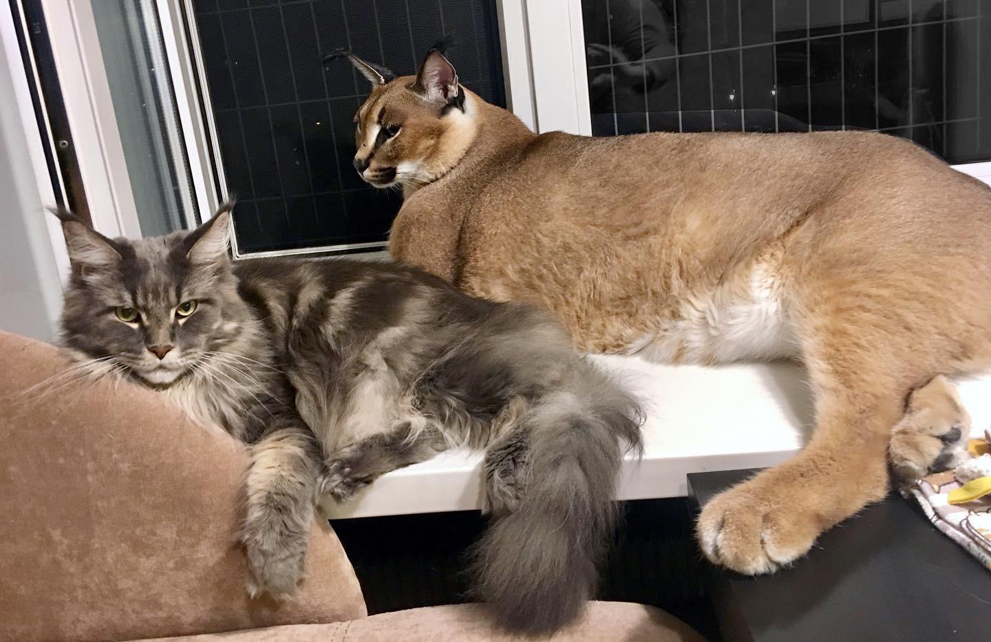 Floppa 2 dropped bigfloppa