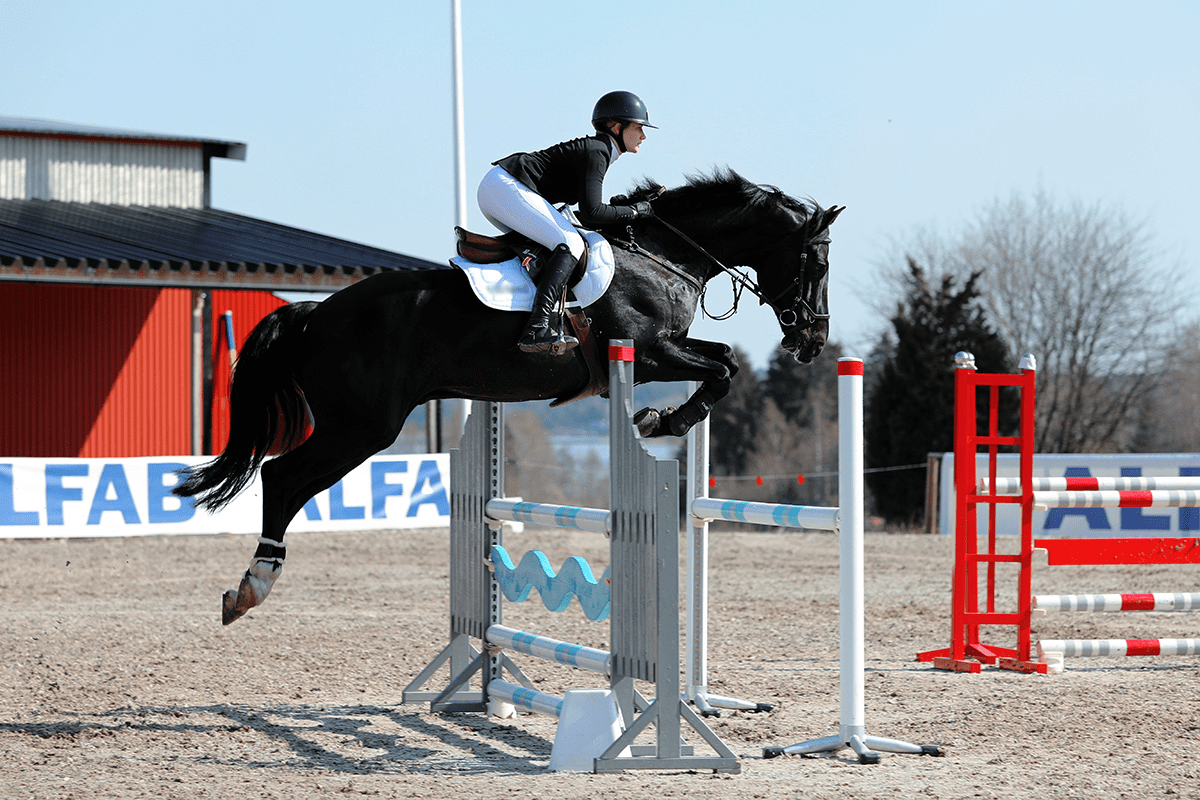 first show of the year ️the whole team DELIVERED! r/Equestrian