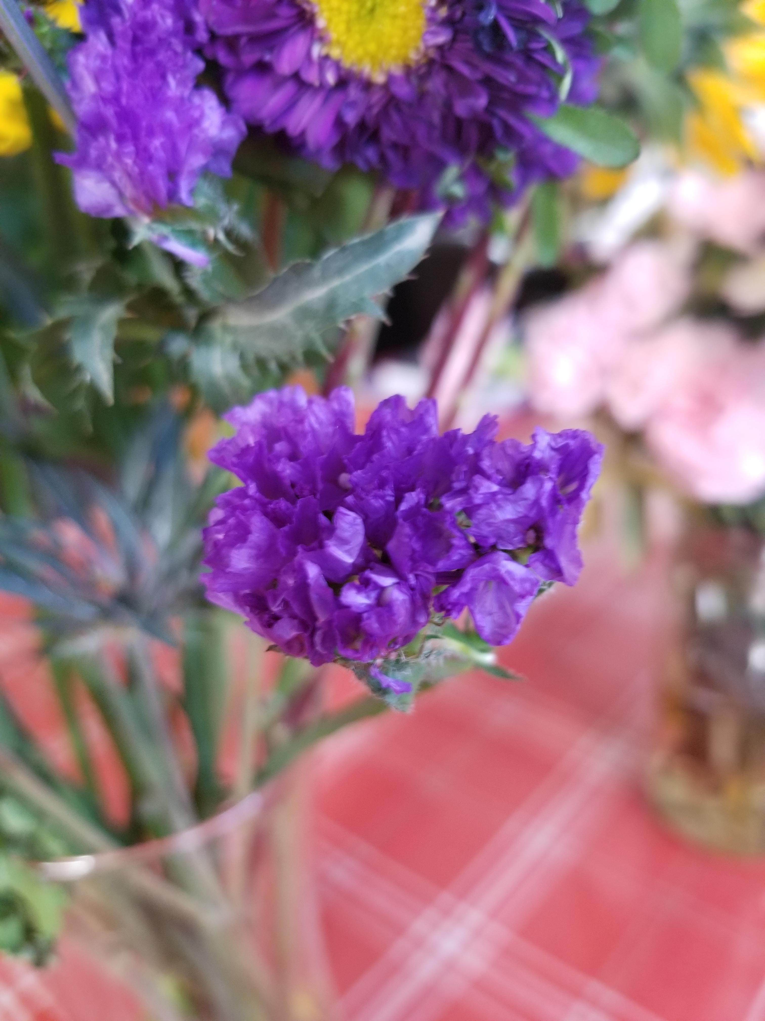 Types Of Purple Flowers