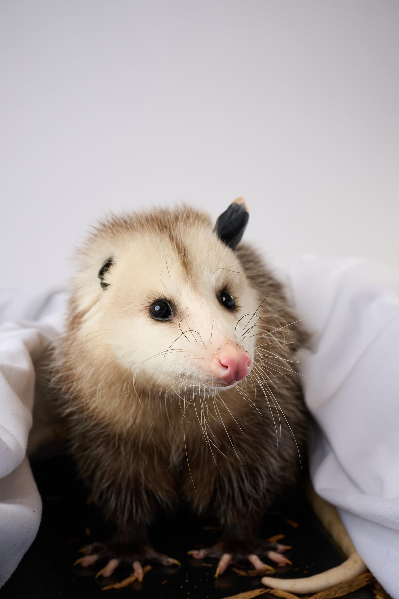 Treats r/Opossums