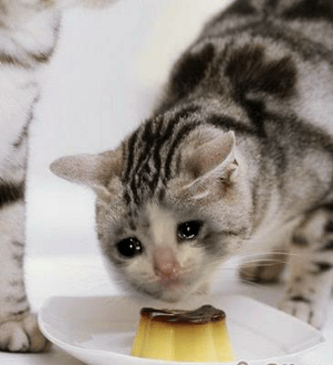 sad cat eat pudding r/sadcats