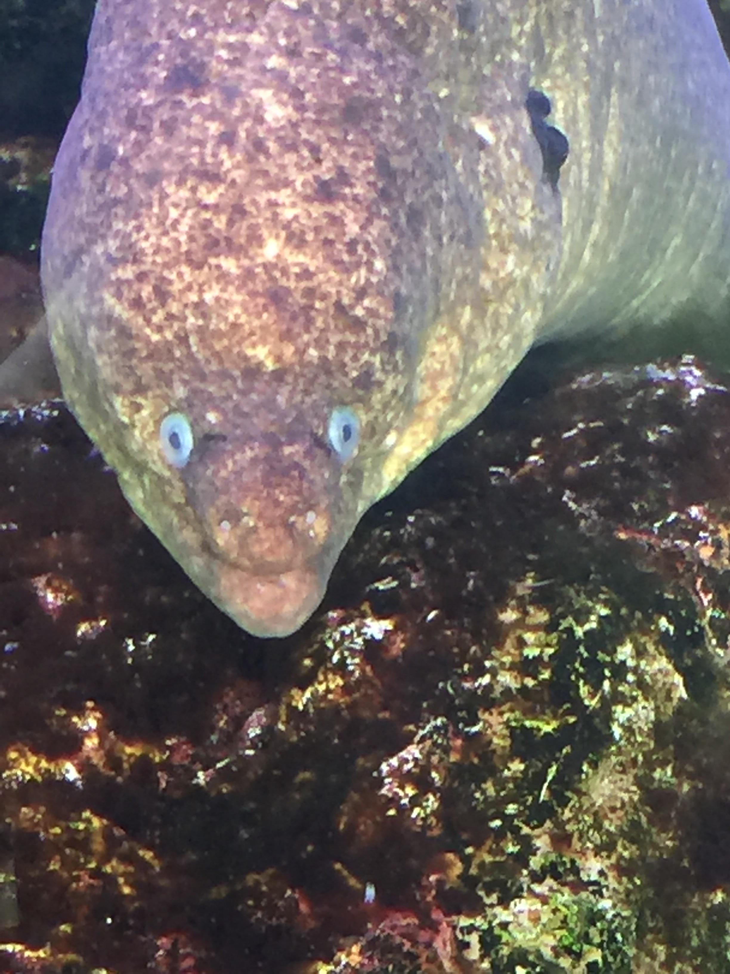 Moray Eels can be cute r/aww