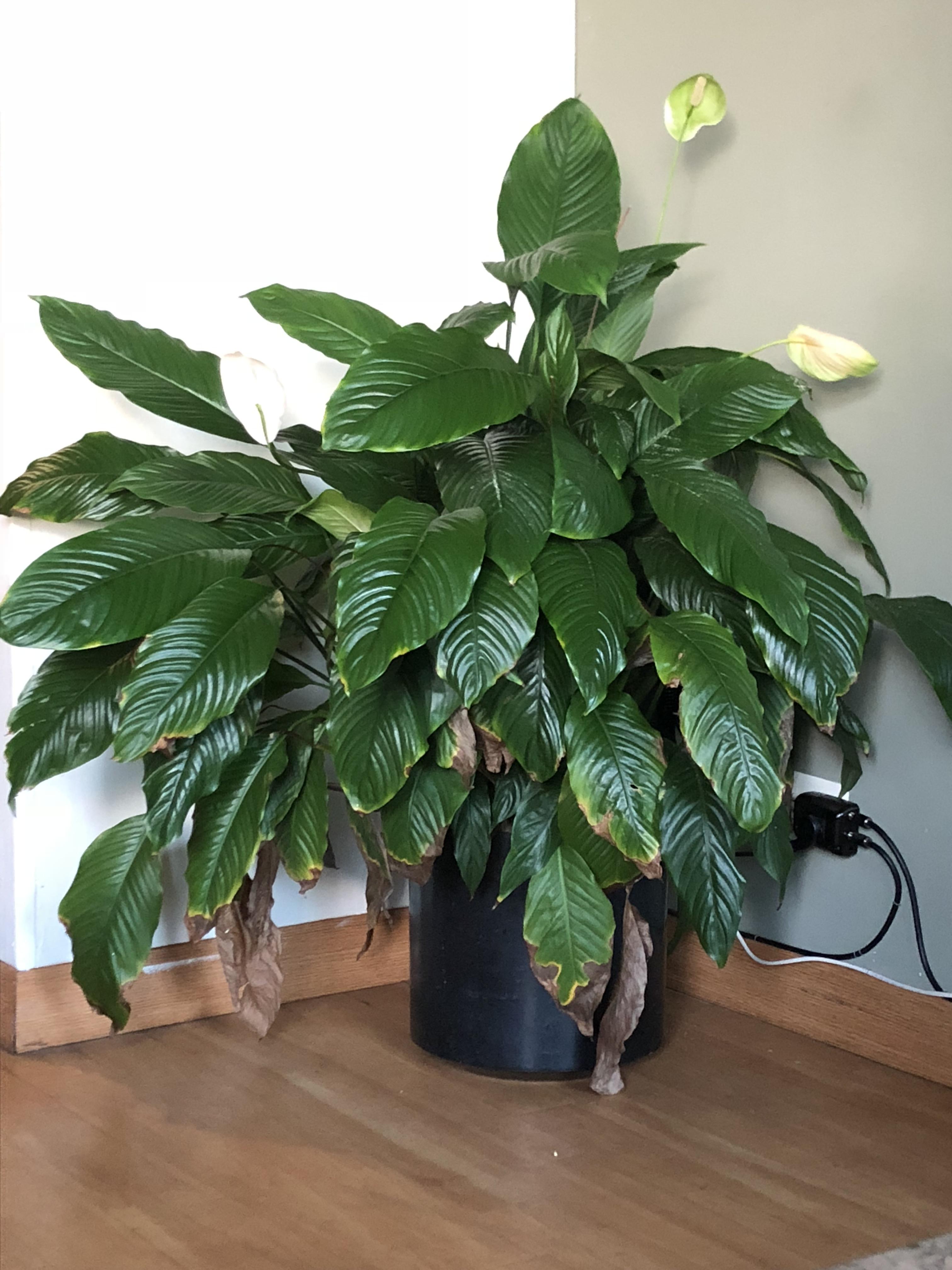 My huge peace lily! r/houseplants