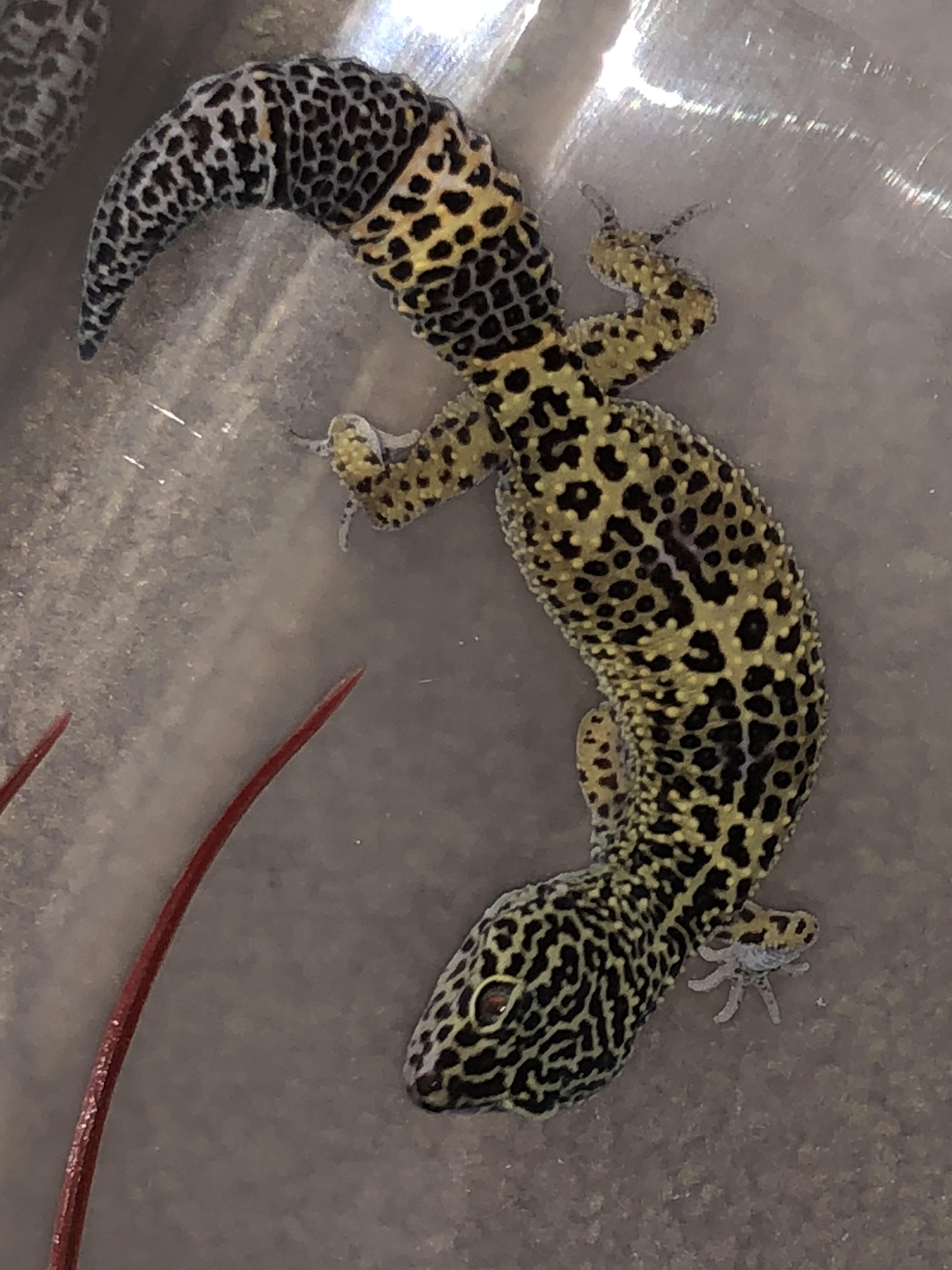 Reptisoil? Is it good/bad? We rescued him from his owner