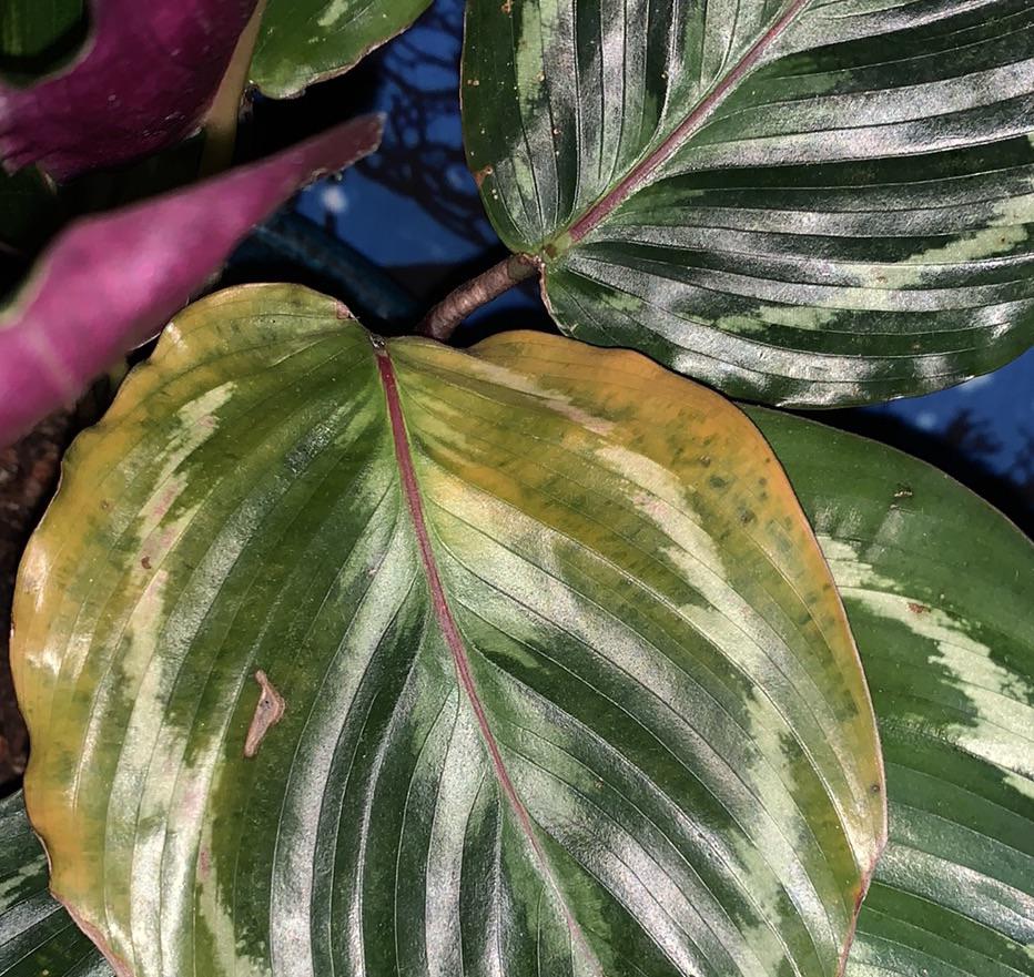 What’s wrong with my calathea! It’s been turning crunchy so I thought