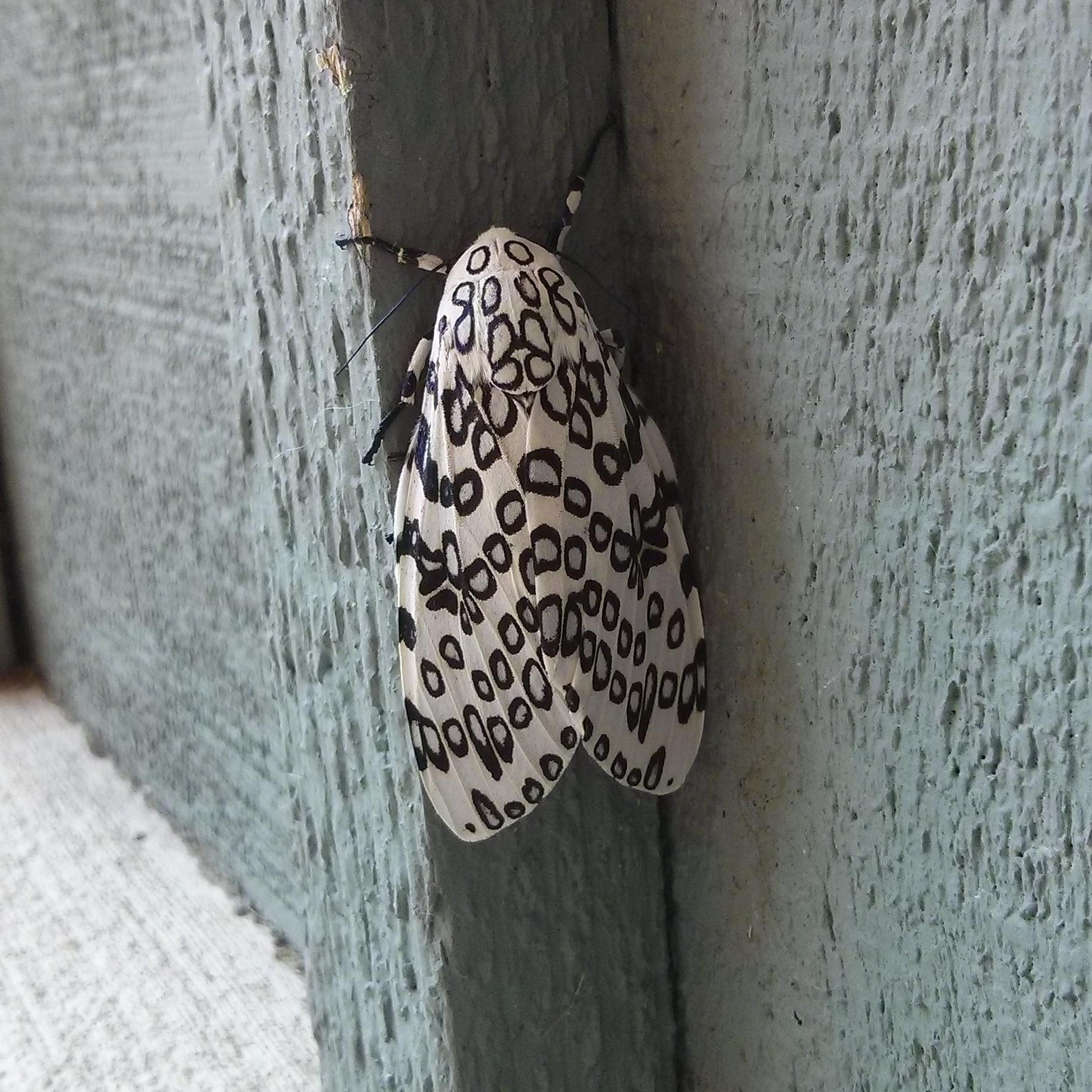 This black and white spotted moth r/mildlyinteresting