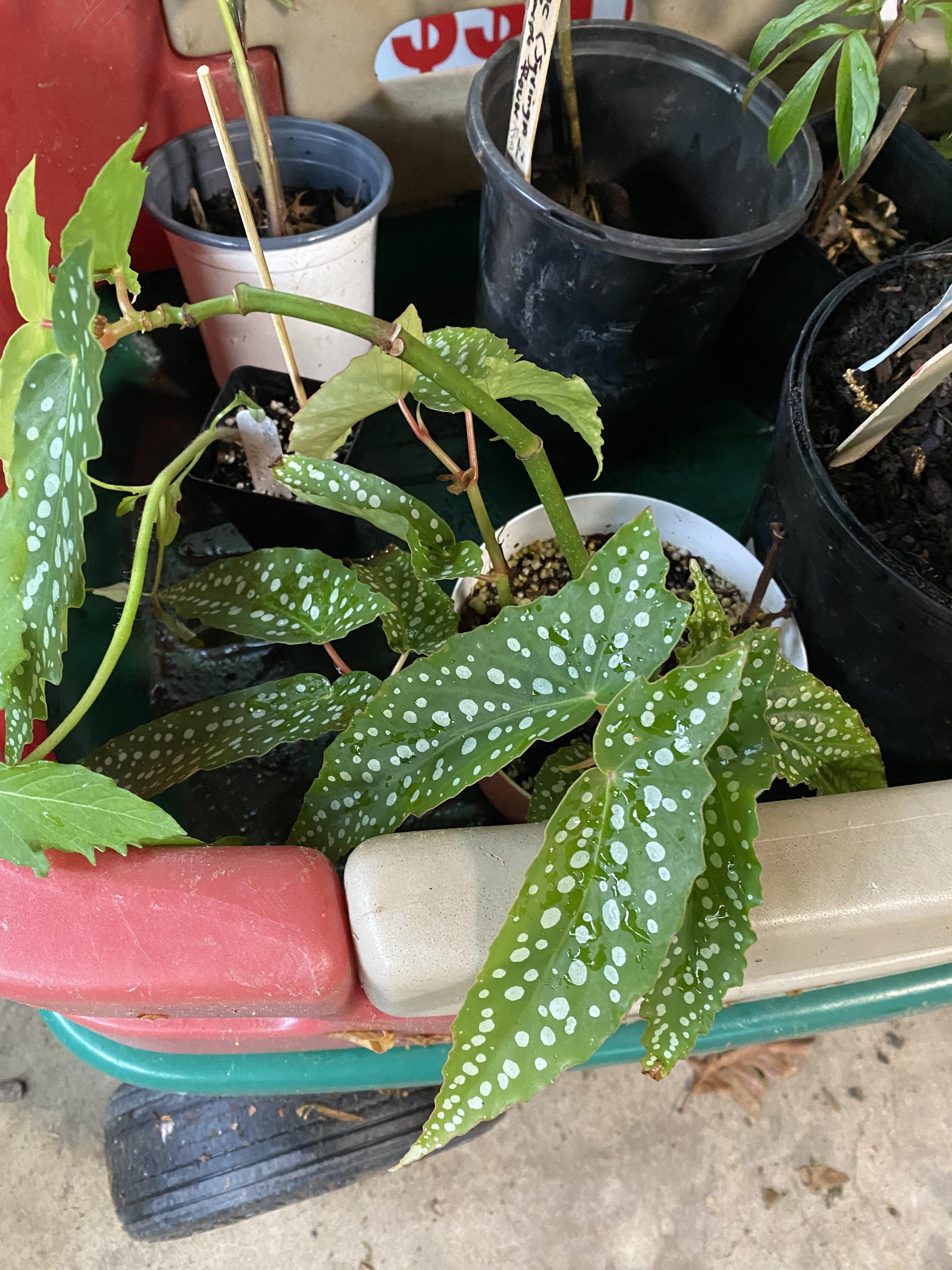 Would love to know what type begonia so I know how to care for it