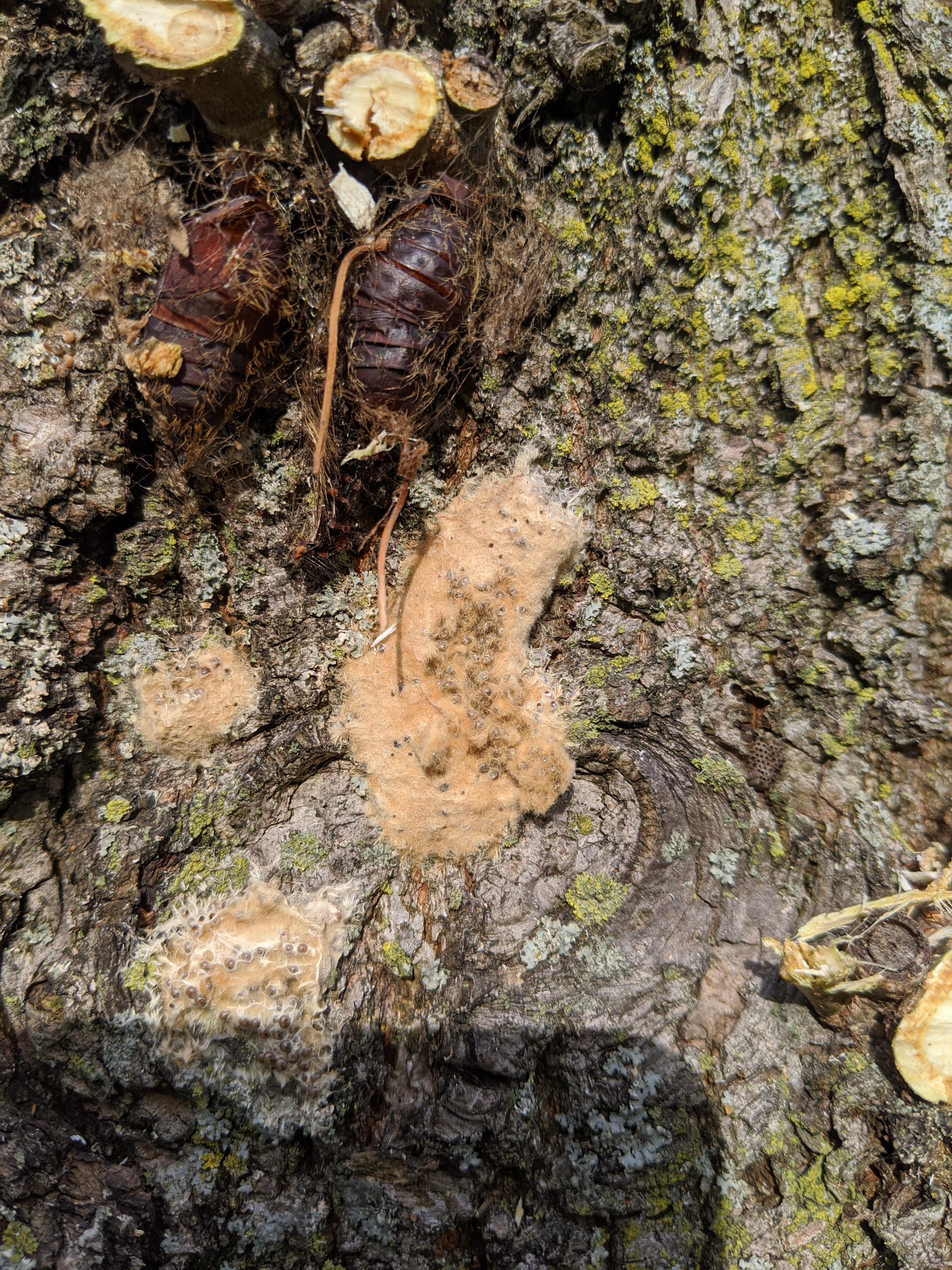 Are these spotted Lanternfly Eggs? Located in Buffalo NY. I work in